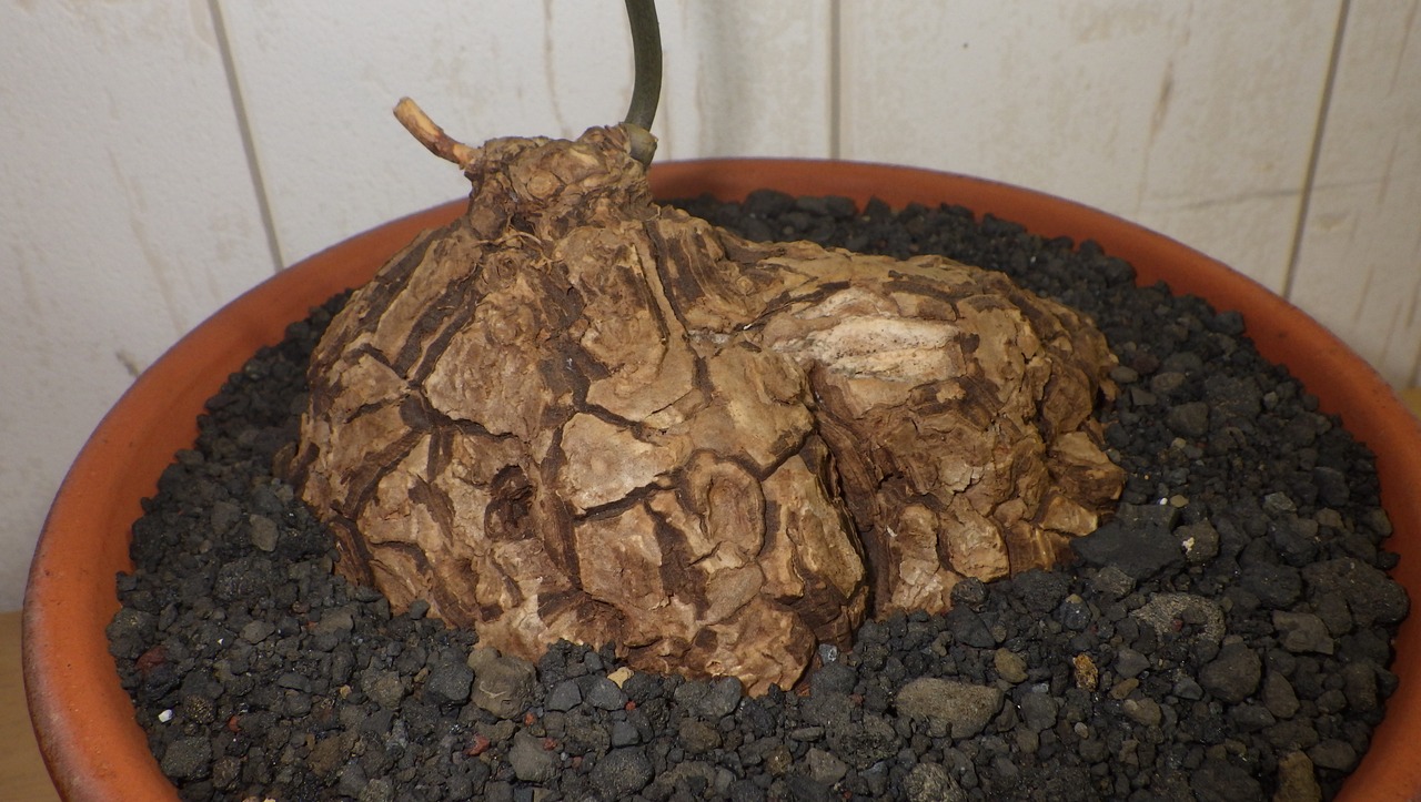 塊根植物 Arcarest 塊根植物 Arcarest