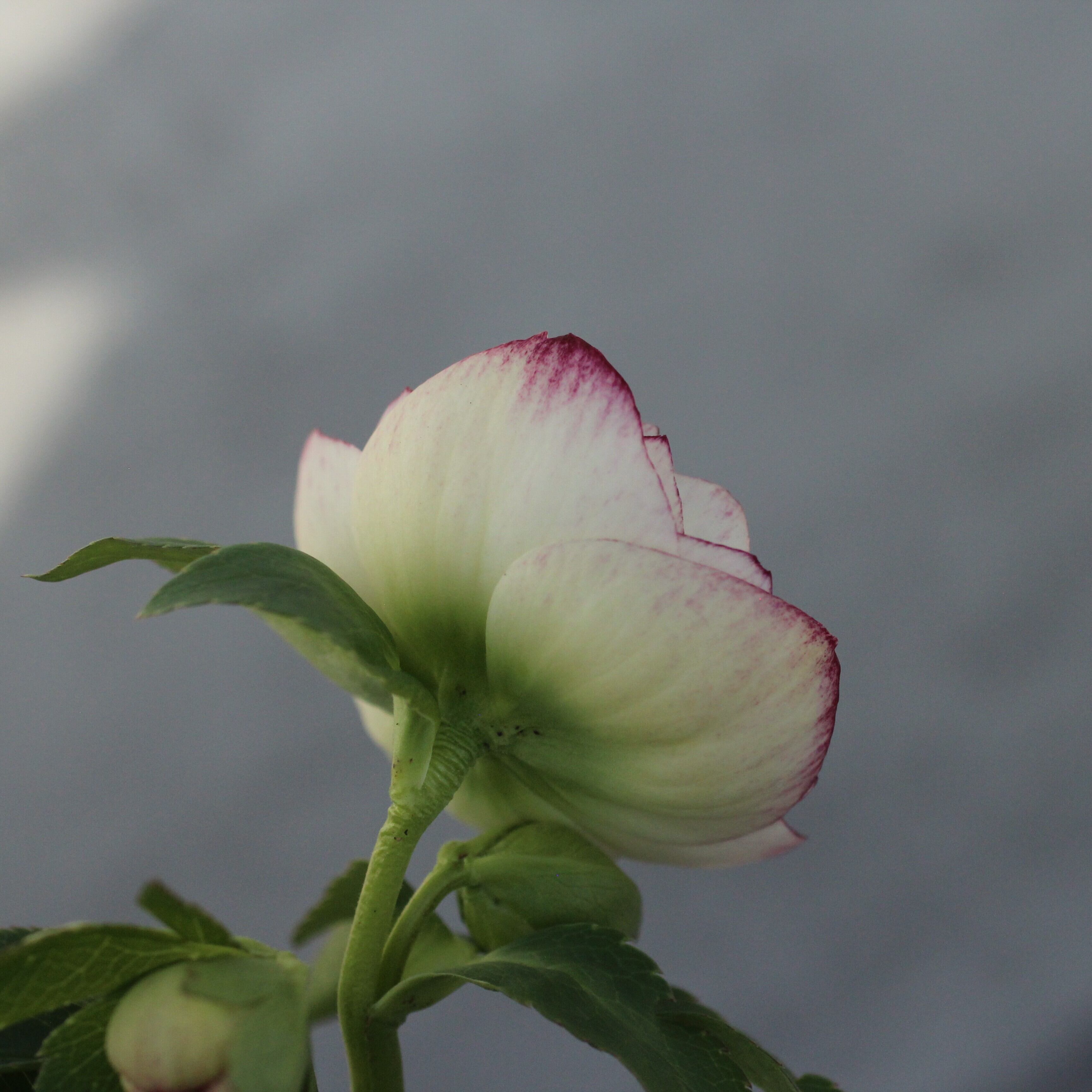 WS26-080 クリスマスローズ ウィンターシンフォニー 小輪系ピコティ