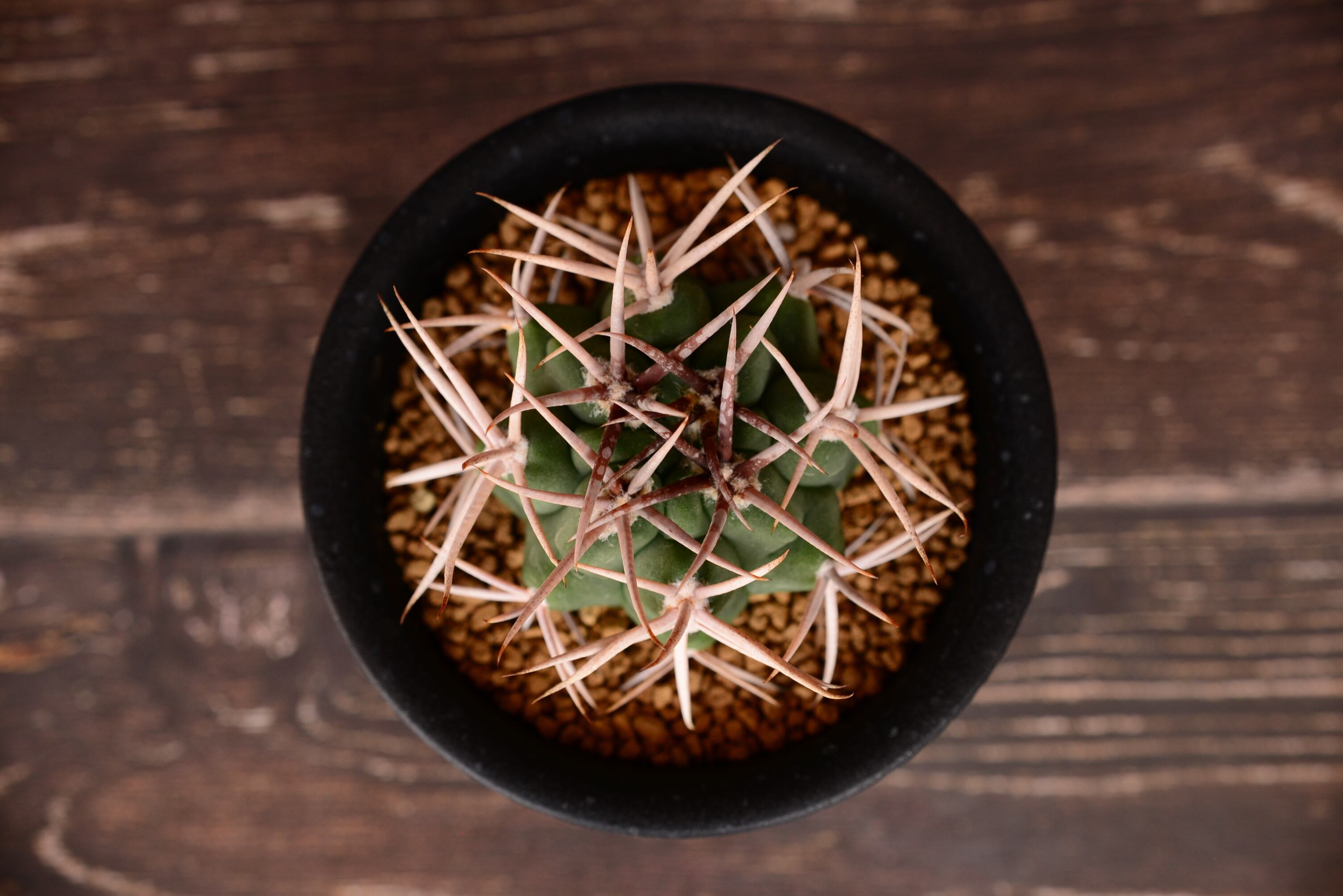 ギムノカリキウム フェロシオール | N collect plants