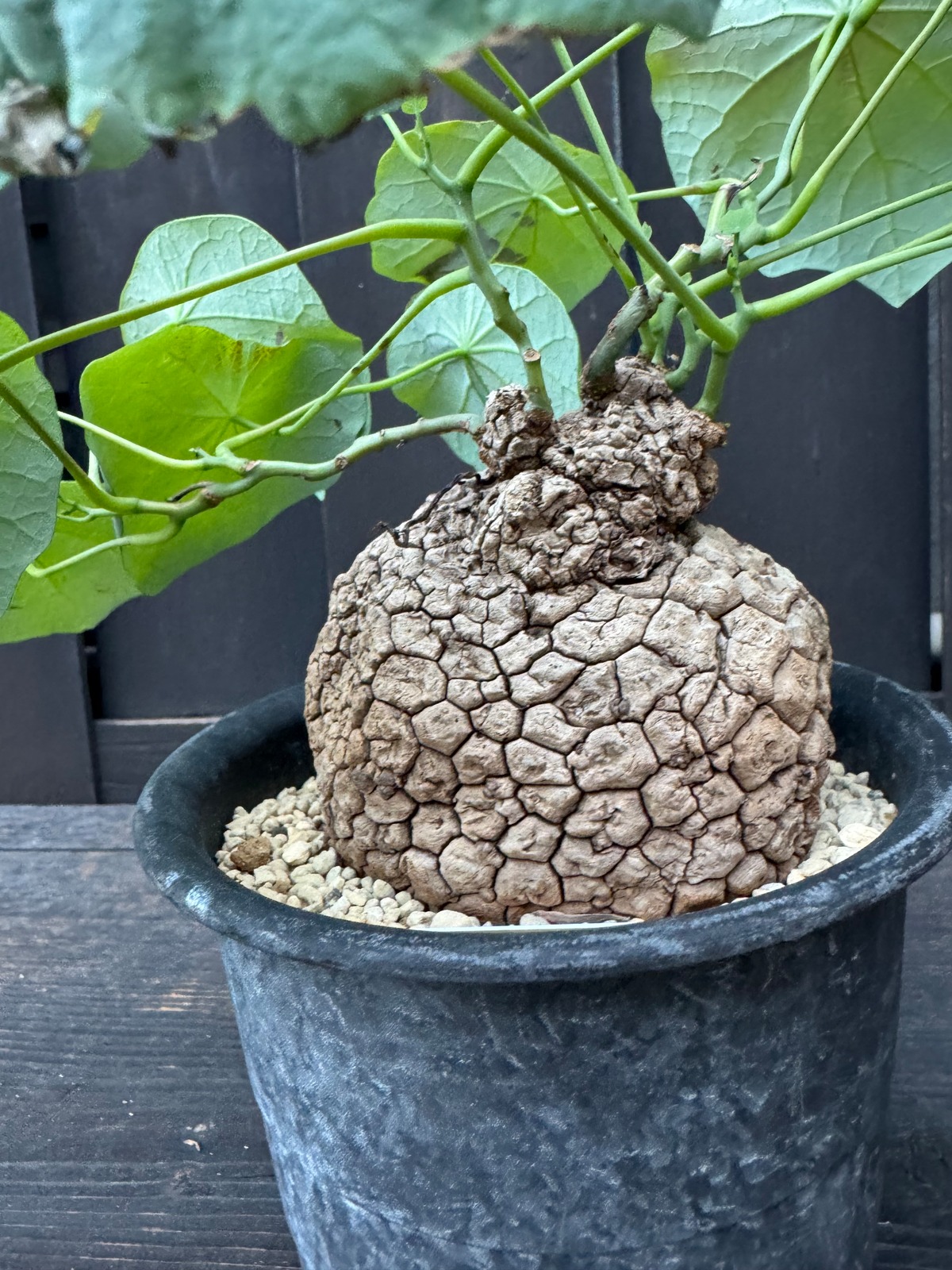 新着】Stephania suberosa 【東南アジアの塊根植物】ステファニア 
