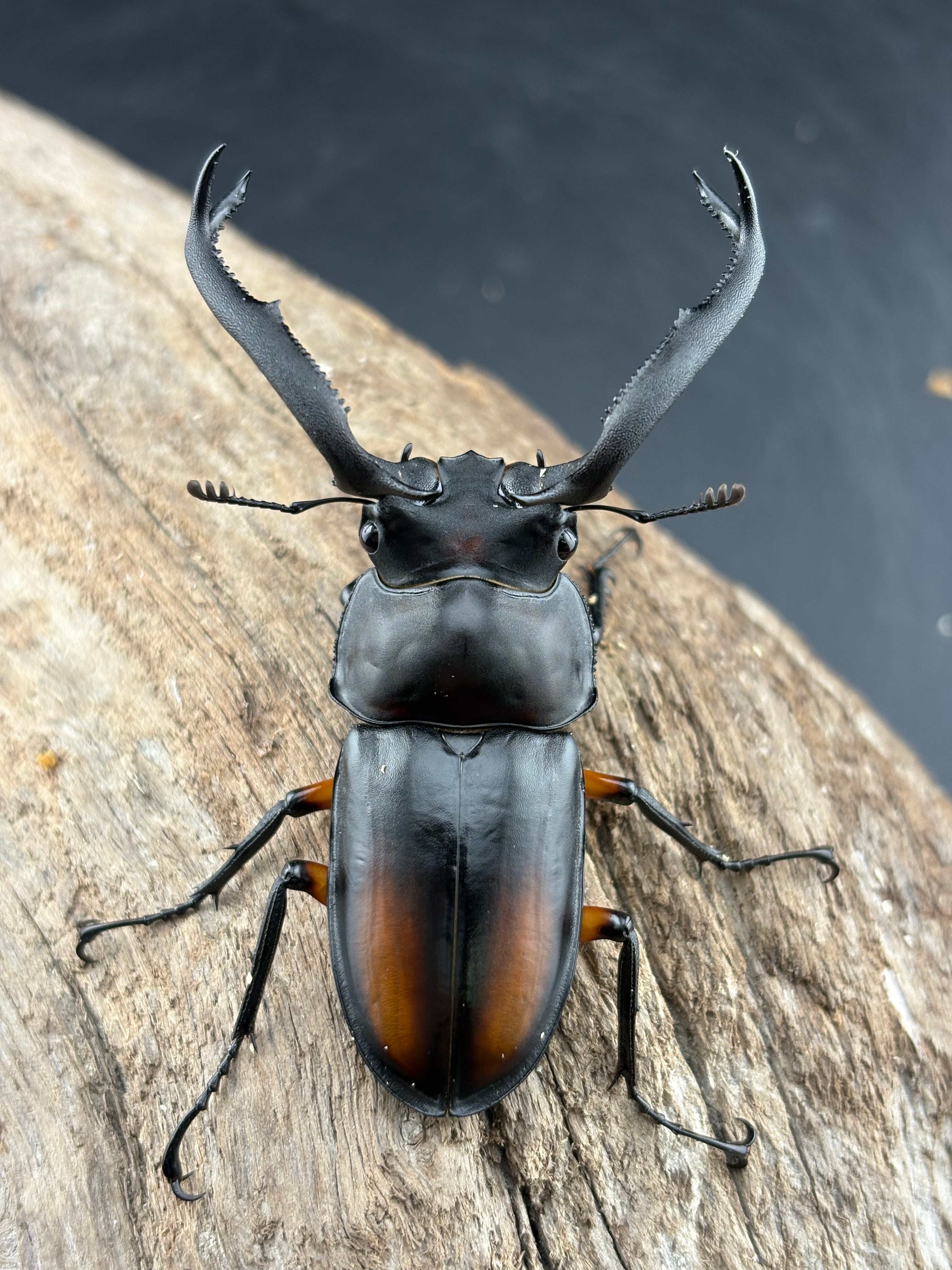 WF1】《ディディエールシカクワガタ 63.5mm ペア》Moro氏委託個体