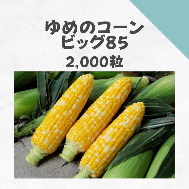 ゆめのコーンビッグ85　トウモロコシ種子・2,000粒