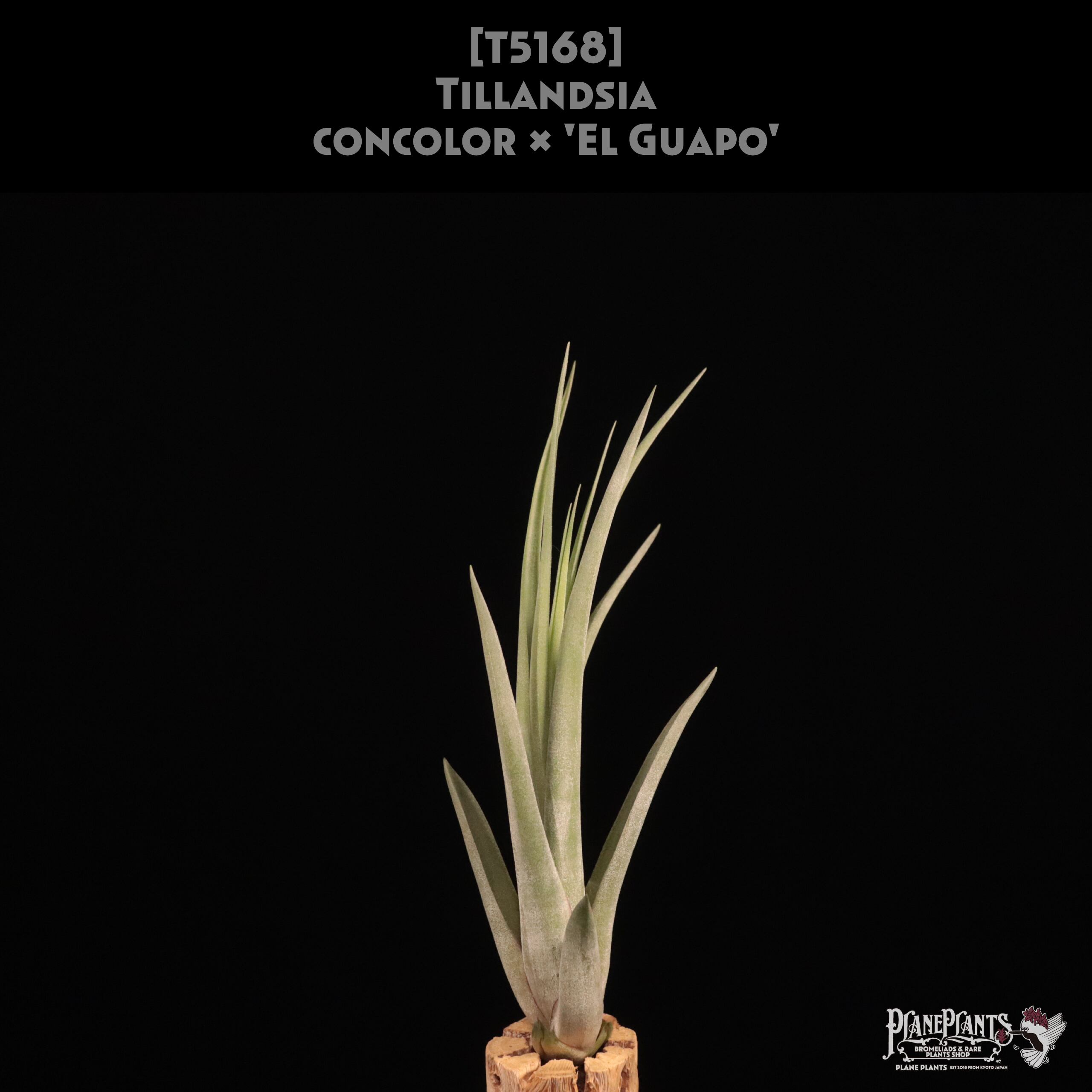 エアープランツ　ペイラノイ T.peiranoi | 【Good Field】エアープランツ専門店