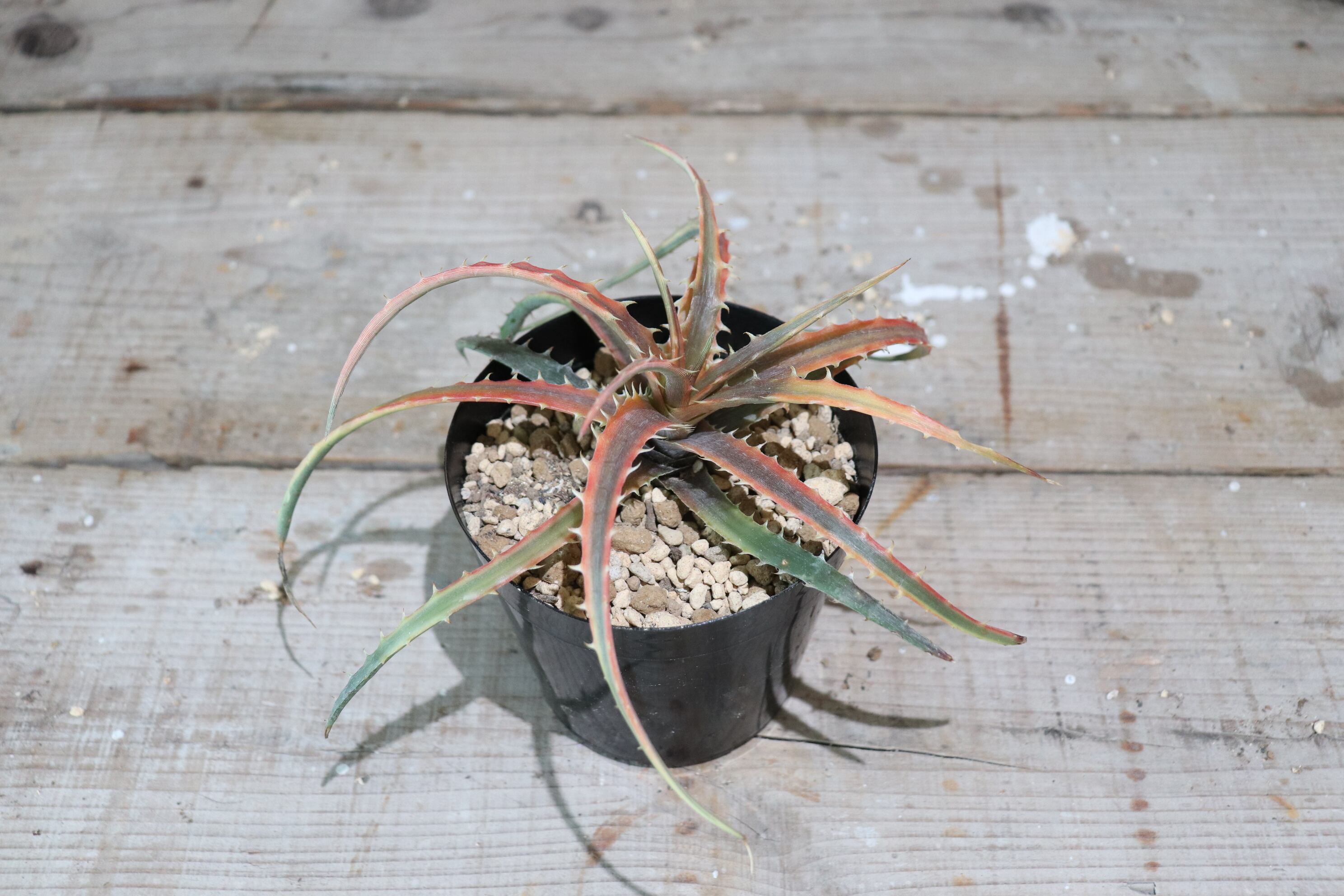 送料無料】'Samed rtp' (andaman)〔ディッキア〕現品発送D0045 | plane