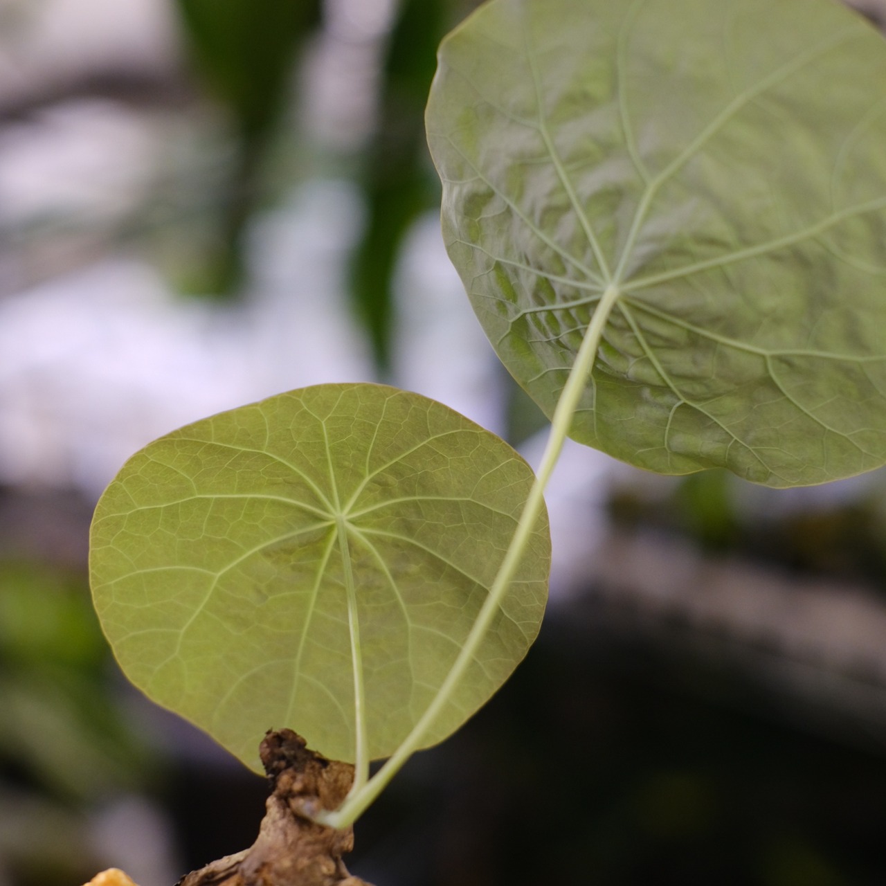 Stephania kaweesakii / ステファニア カウィーサキー⑯ / 観葉植物