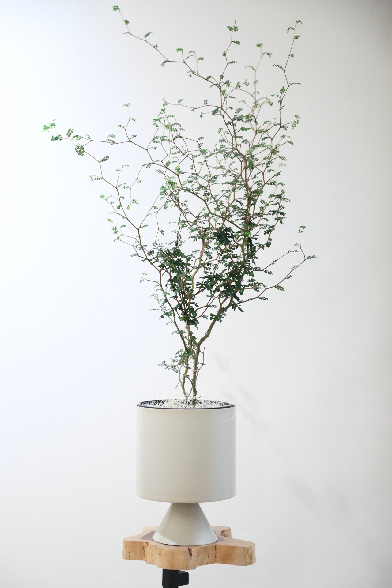 【M】ソフォラ リトルベイビー/Sophora prostrata Little Baby　※スチール鉢カバー付き