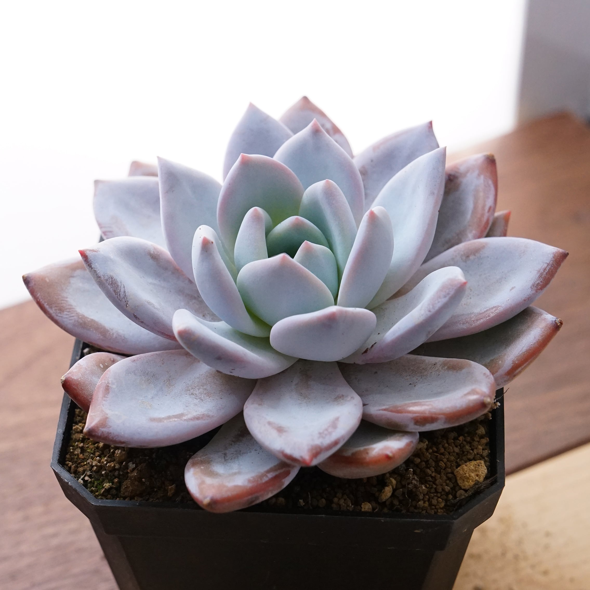 選抜赤 青札 おらいさん❇️ラウリンゼ×ざわわ❇️多肉 抜き苗