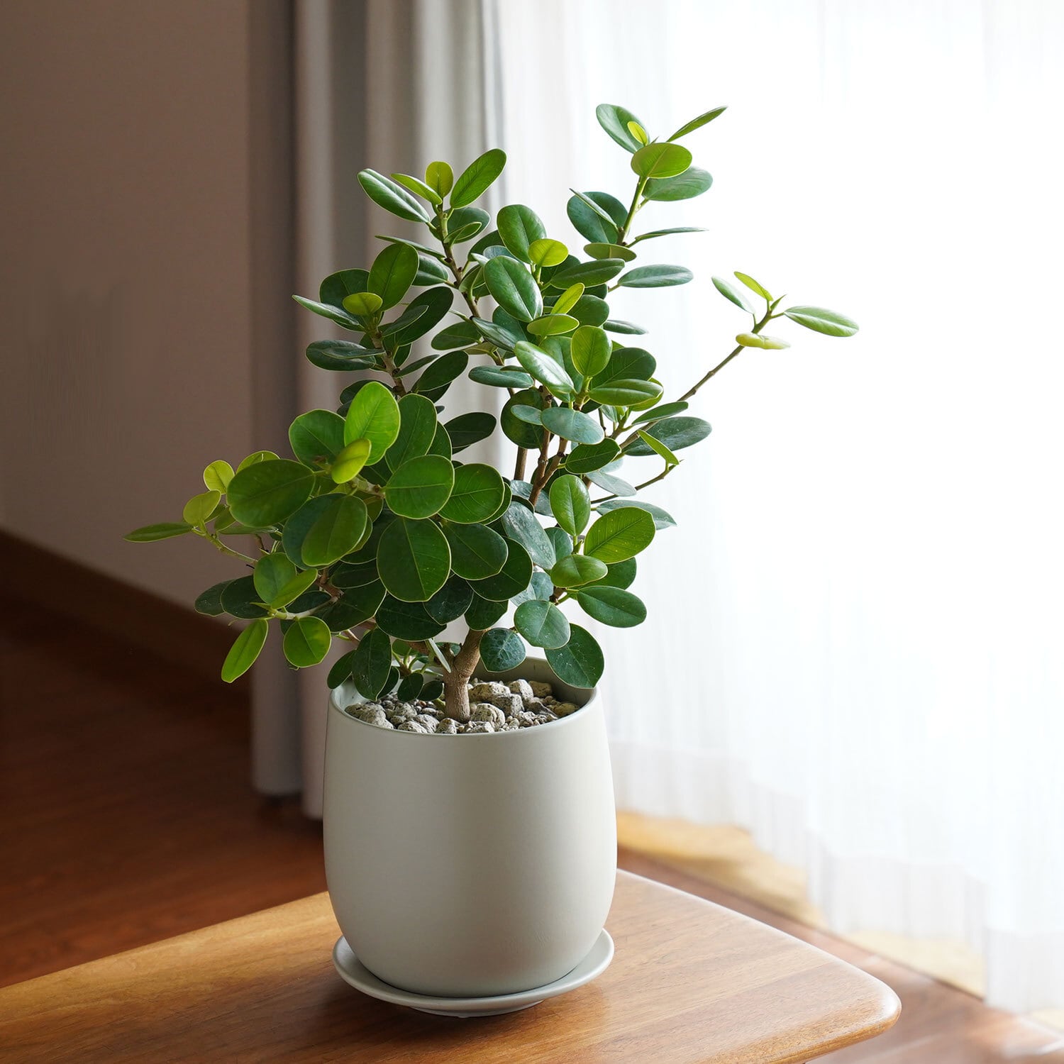 最先端 パンダ ガジュマルの木 フィレラウンドポット植え Frp製 受皿は強化プラ 送料無料 鉢物 植物 観葉植物 鉢植え Fucoa Cl