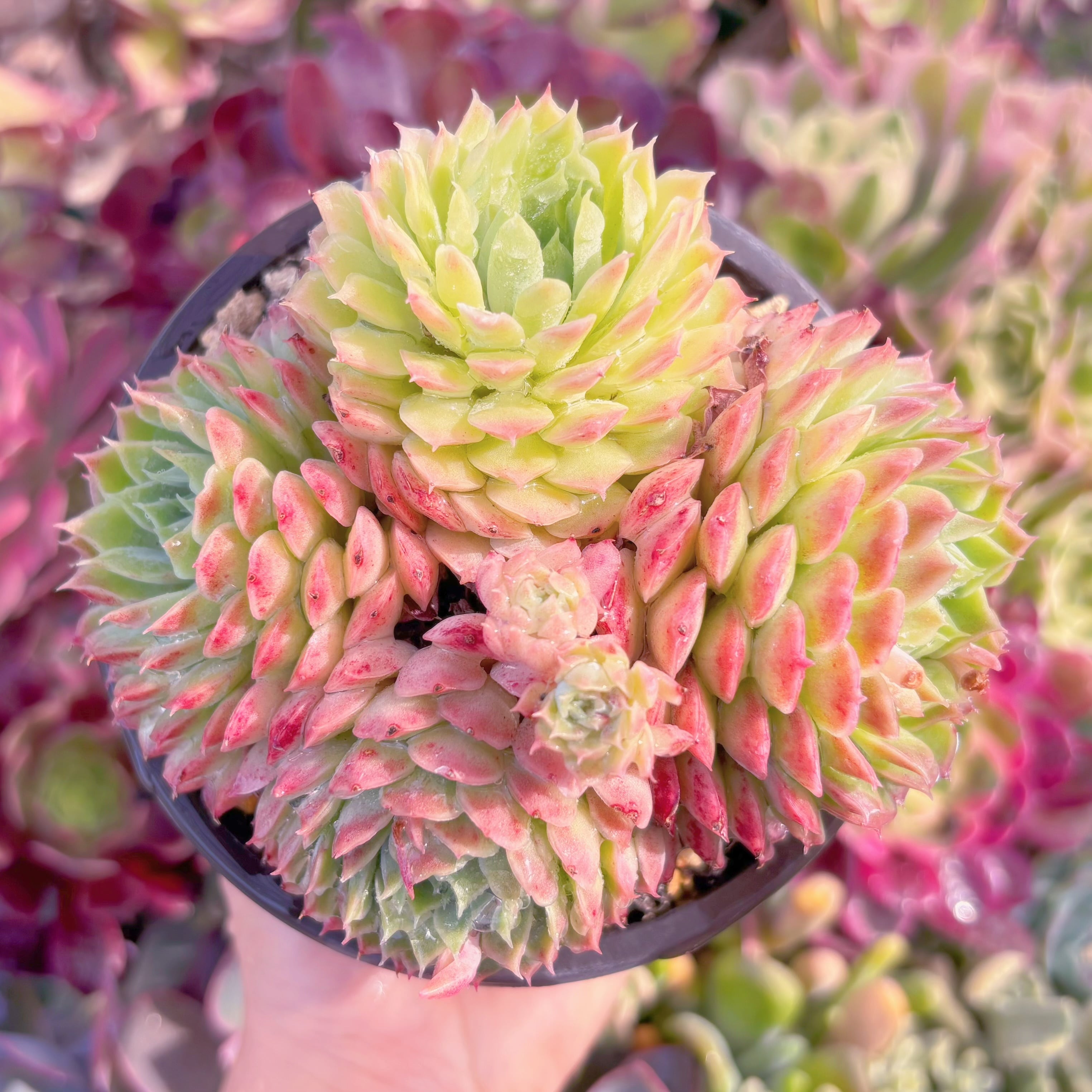 現品　レッドホール#545　大群生　るる農園