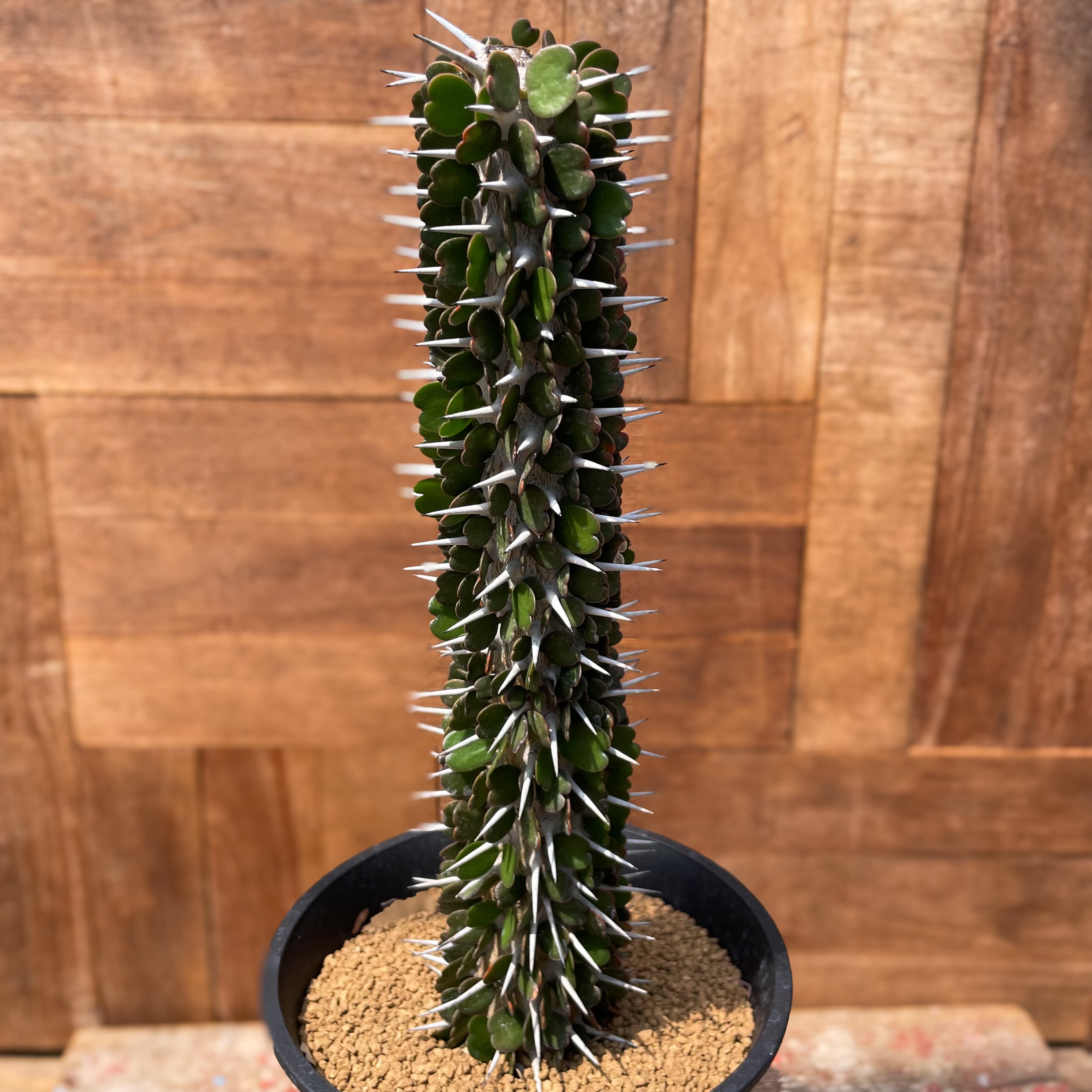 アローディア・アスケンデンス・親株・5号鉢 アローディア