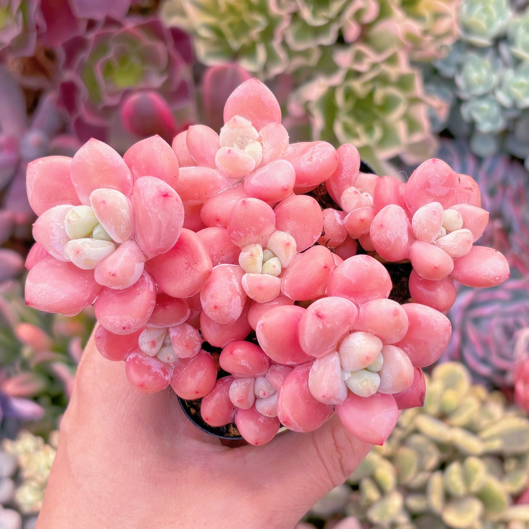 現品　マカロン#1800　群生　新入荷　るる農園