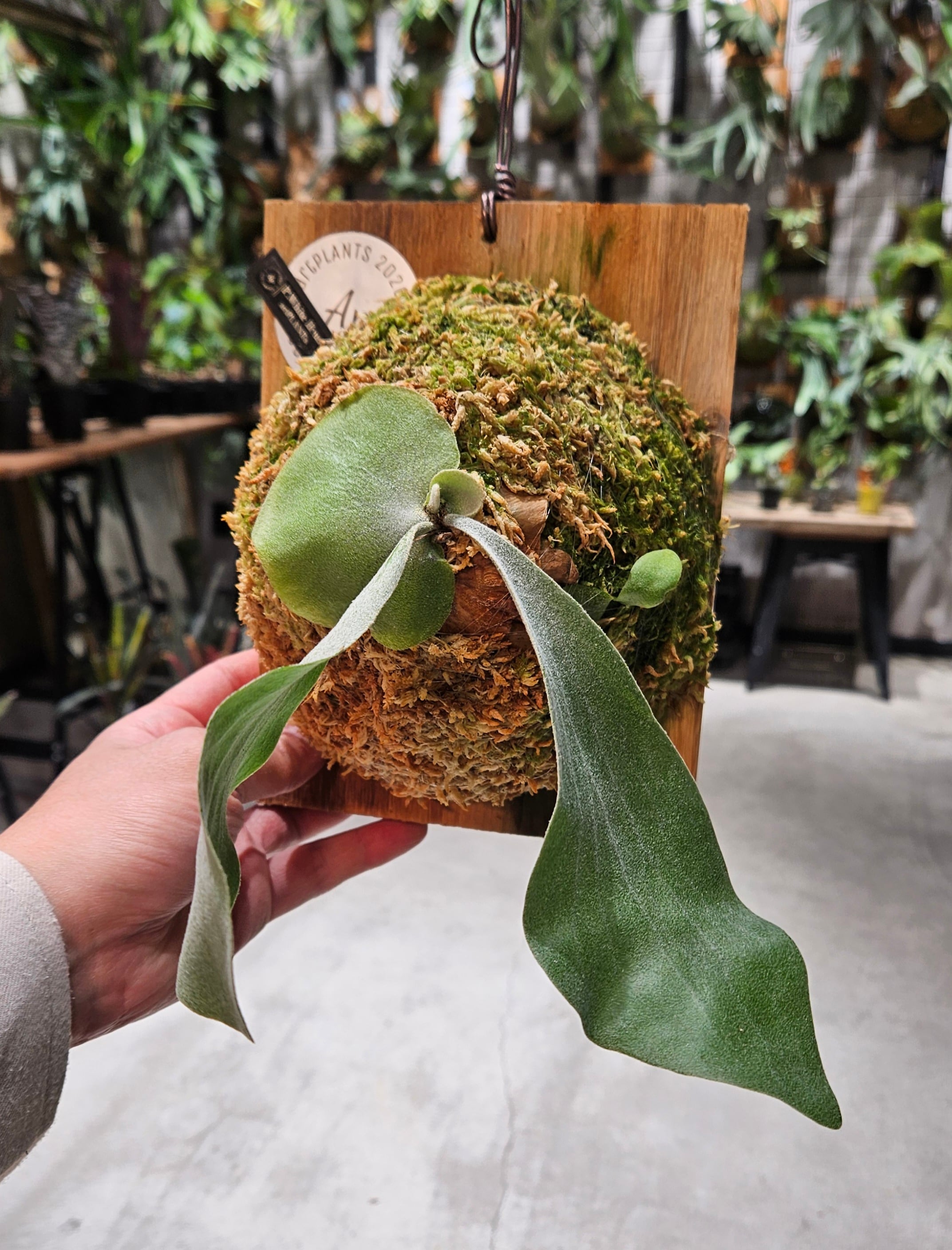 P. White House #2 【artPLANTs/PLANTS GARAGE】 ビカクシダ