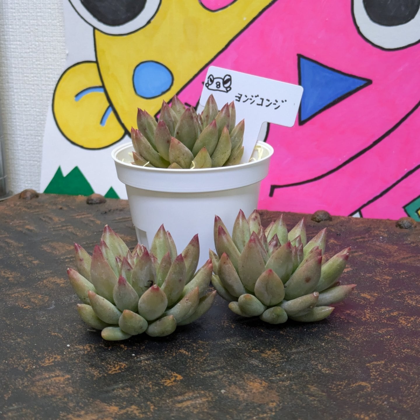 ジェリーオレンジ 多肉植物 | 成瀬多肉