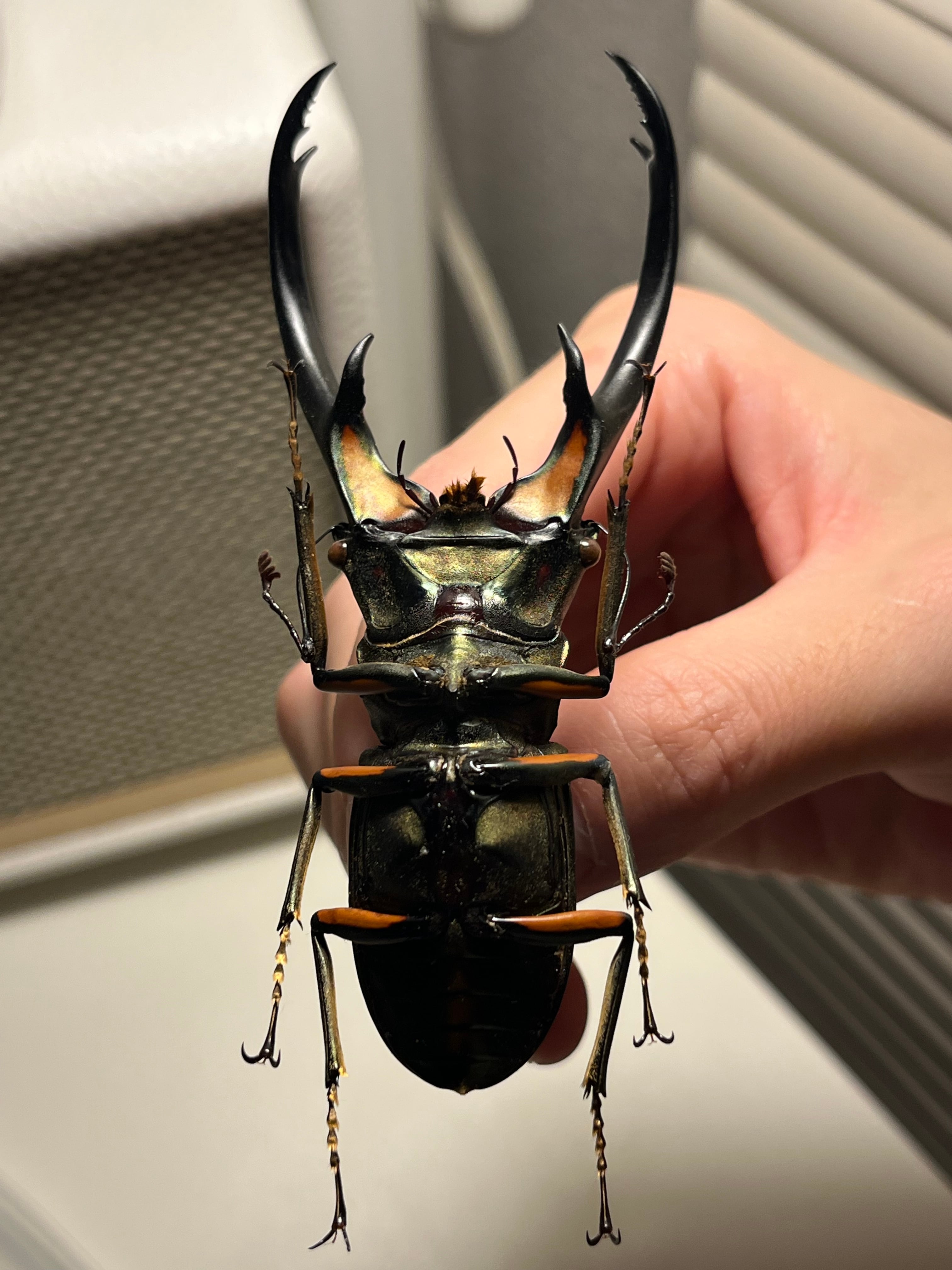 102mm】エラフスホソアカクワガタ Cyclommatus elaphus 紅鹿細身赤鍬形