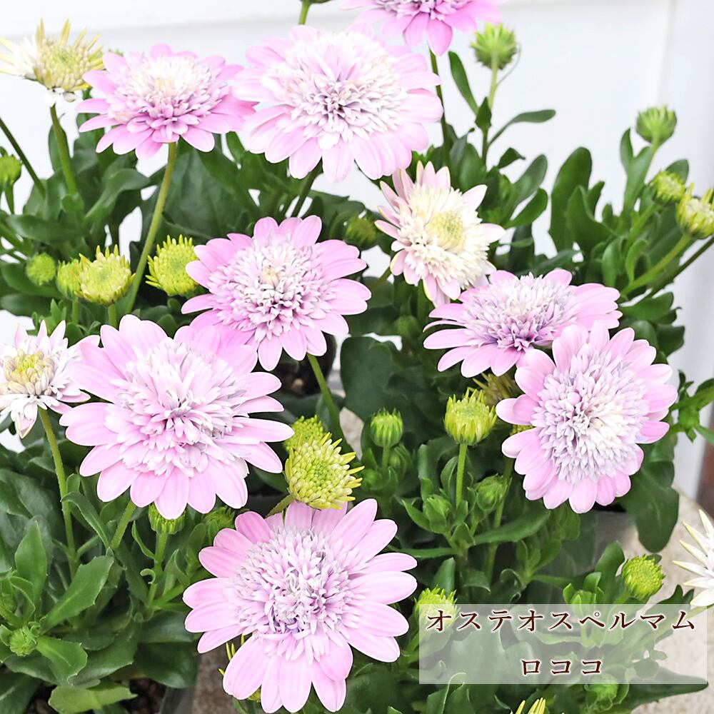 宿根【八重咲き・花芽付】ライラック『ブルームーン』１鉢【芳香】ポット苗　発送♪ 花木苗 ライラック ブルームーン パープルセンセーション リラワンダー