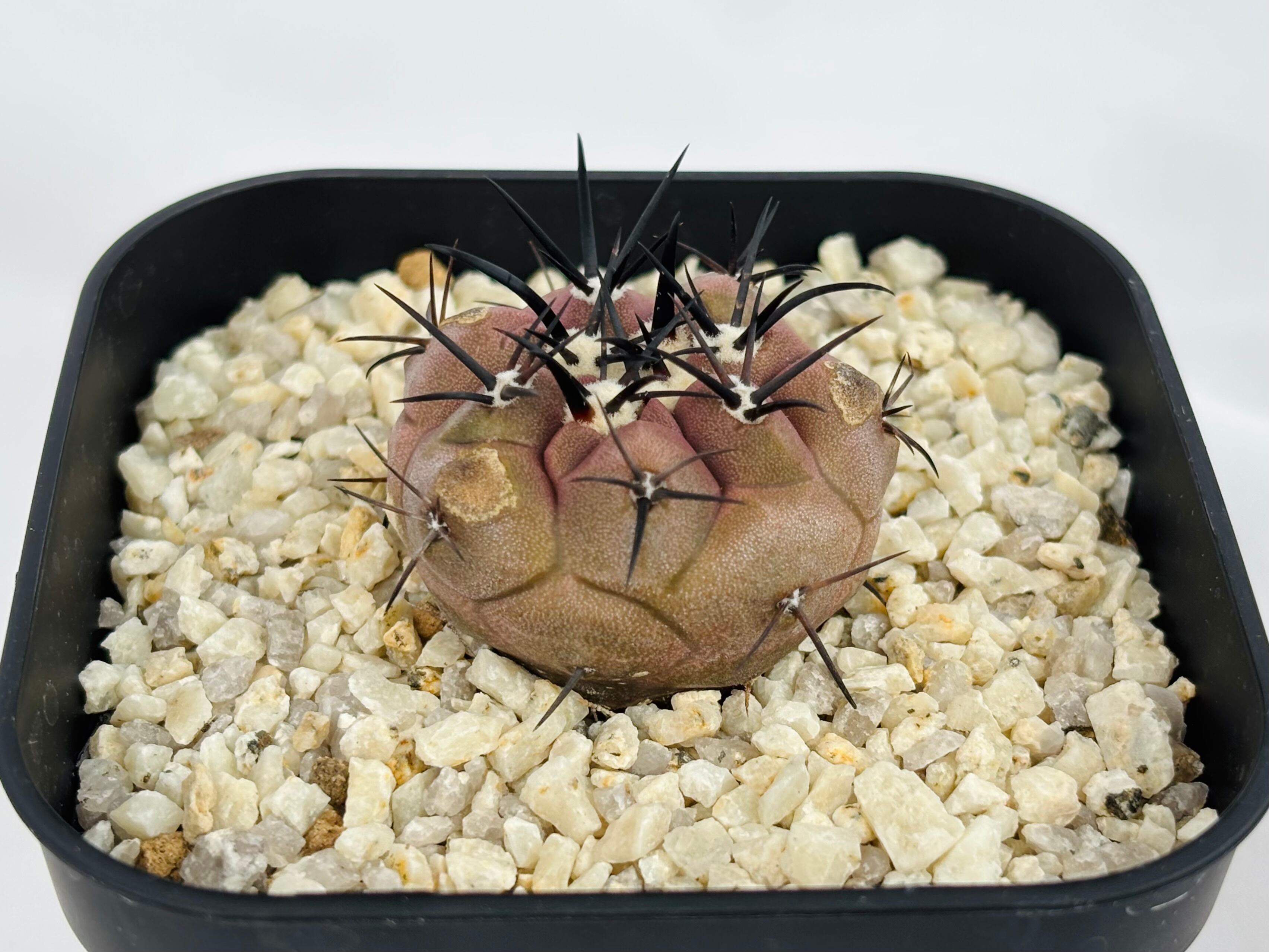Copiapoa cinerea コピアポア シネレア 黒王丸 サボテン | plants MARU