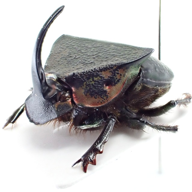 エクアドル産 Phanaeus meleagris ♂ 18mm
