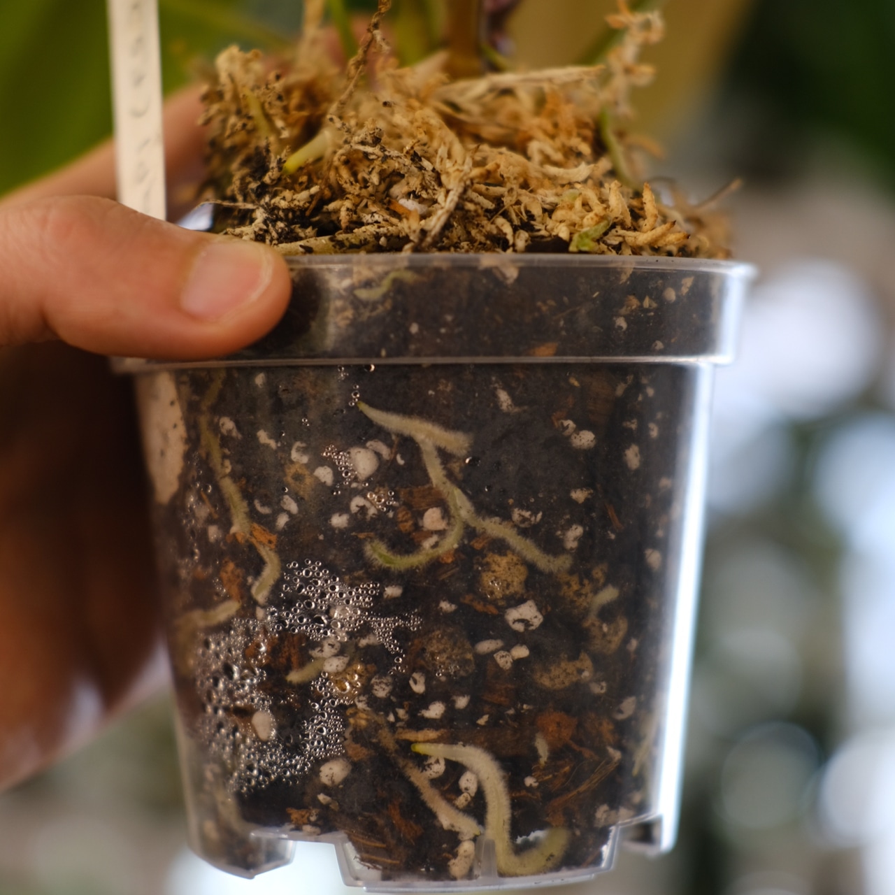 アンスリウム エース オブ スペード(AOS) × パピリラミナム(FS)⑤/ Anthurium Ace of spades × Papillilaminum / 観葉植物