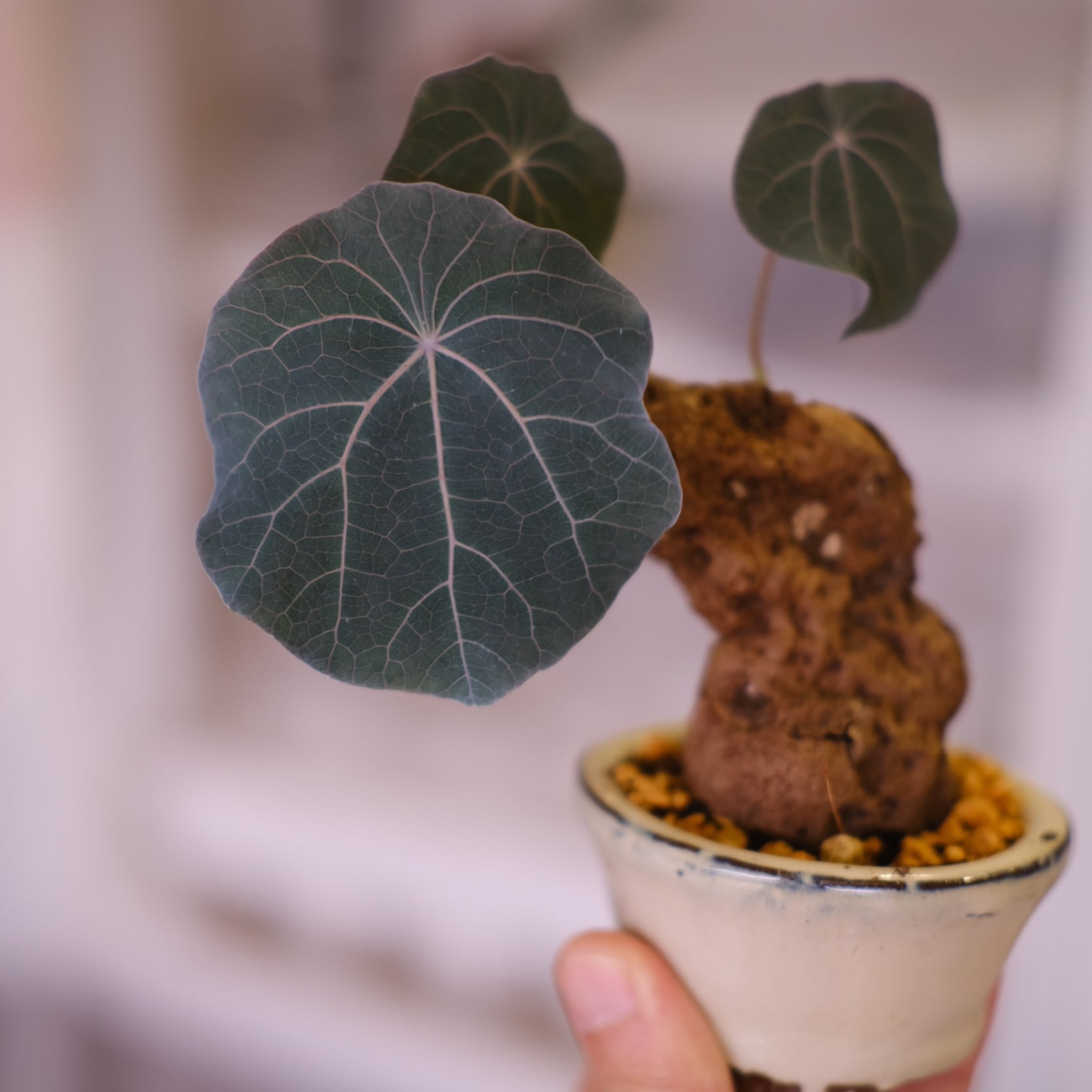 Stephania kaweesakii│ステファニア カウィーサキ│盆栽風