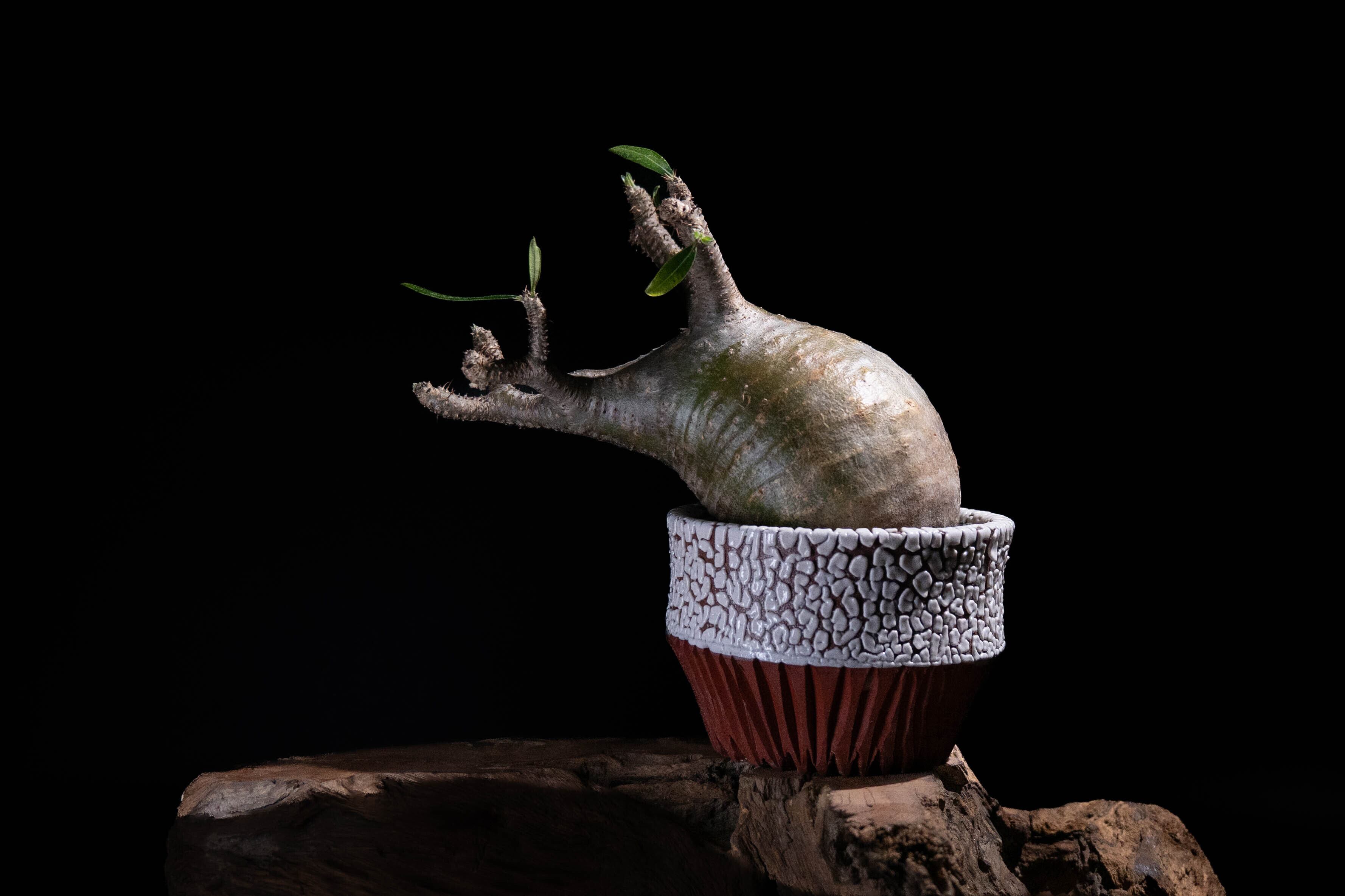 パキポディウム・ゲアイー | RePlants