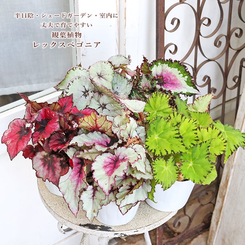 観葉植物 レックスベゴニア 4号 パープルフラッシュ ハワイアン