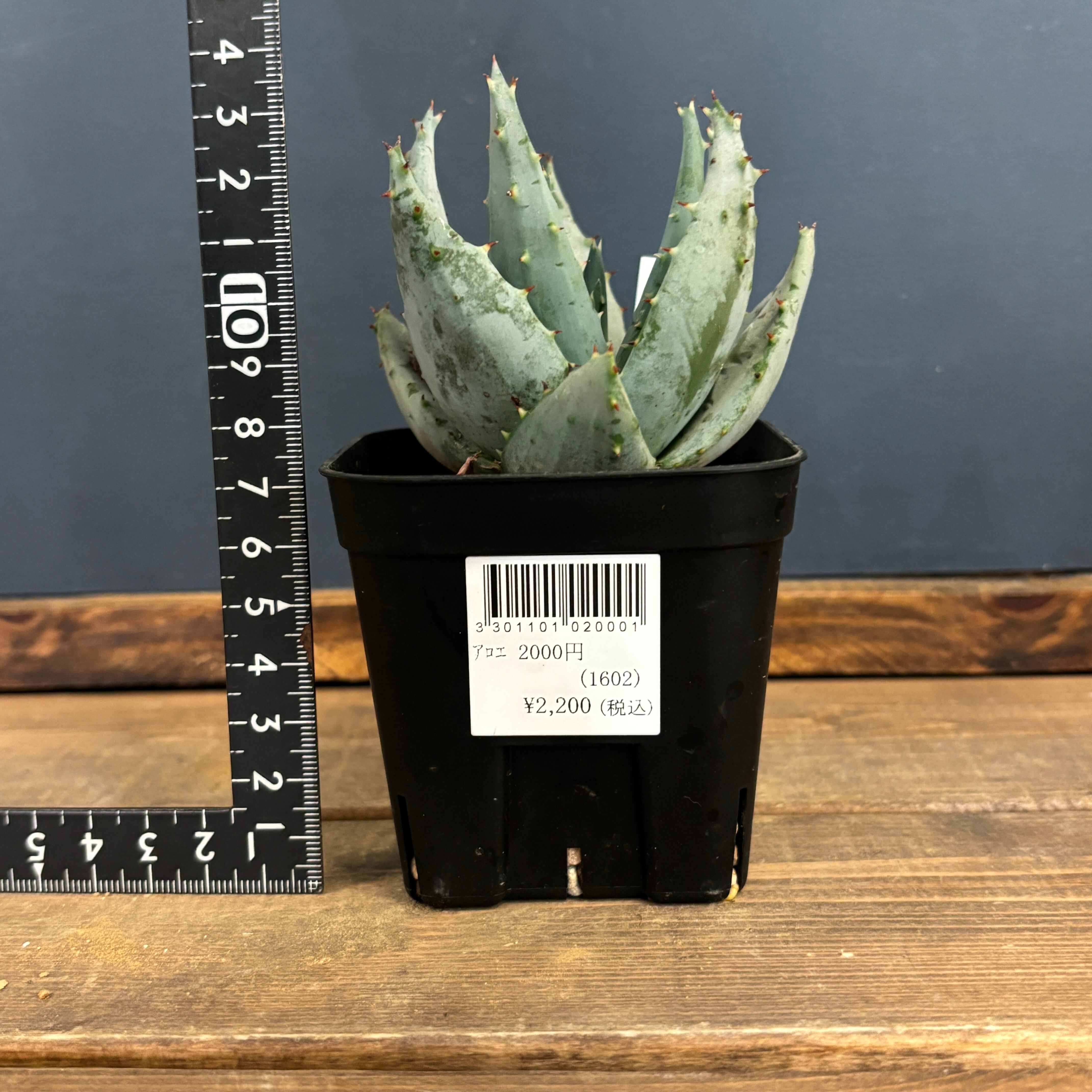 アロエ ペグレラエ【937】 | PROTOLEAF プロトリーフ