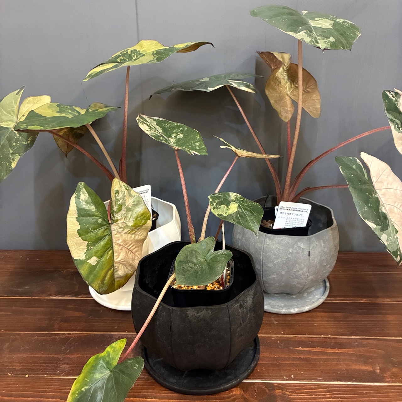 【秋の植え替えフェア対象】【セット】アロカシア　ユカタンプリンセス　バリエガータ