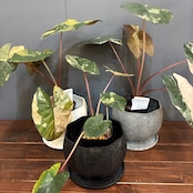 【秋の植え替えフェア対象】【セット】アロカシア　ユカタンプリンセス　バリエガータ