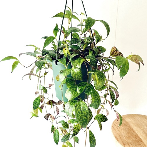 【再入荷】エスキナンサス マルモラタス ハンギング 観葉植物 calm cafe