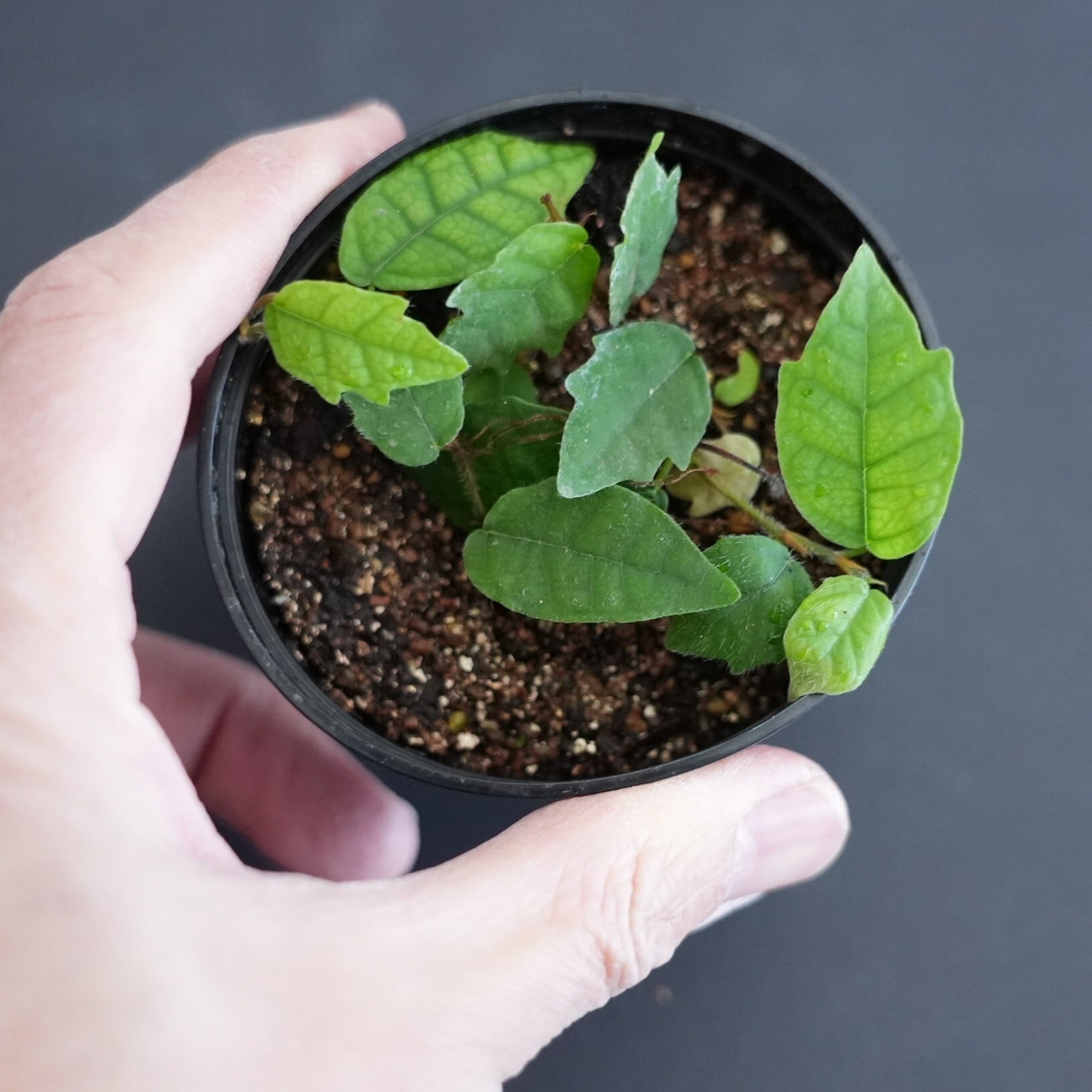 沖縄本島産ヒメイタビ Ficus thunbergii ｜苔テラリウム作製用素材