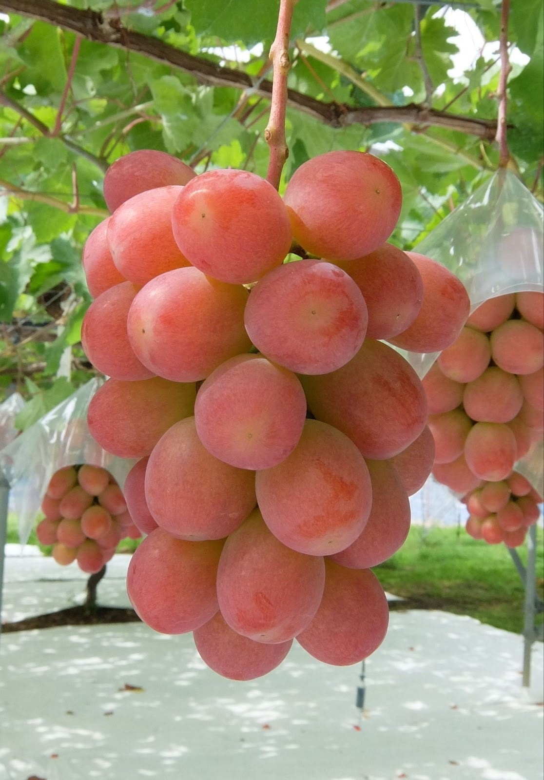 大好評販売中】ぶどう『サンシャインレッド』山梨限定オリジナル新品種