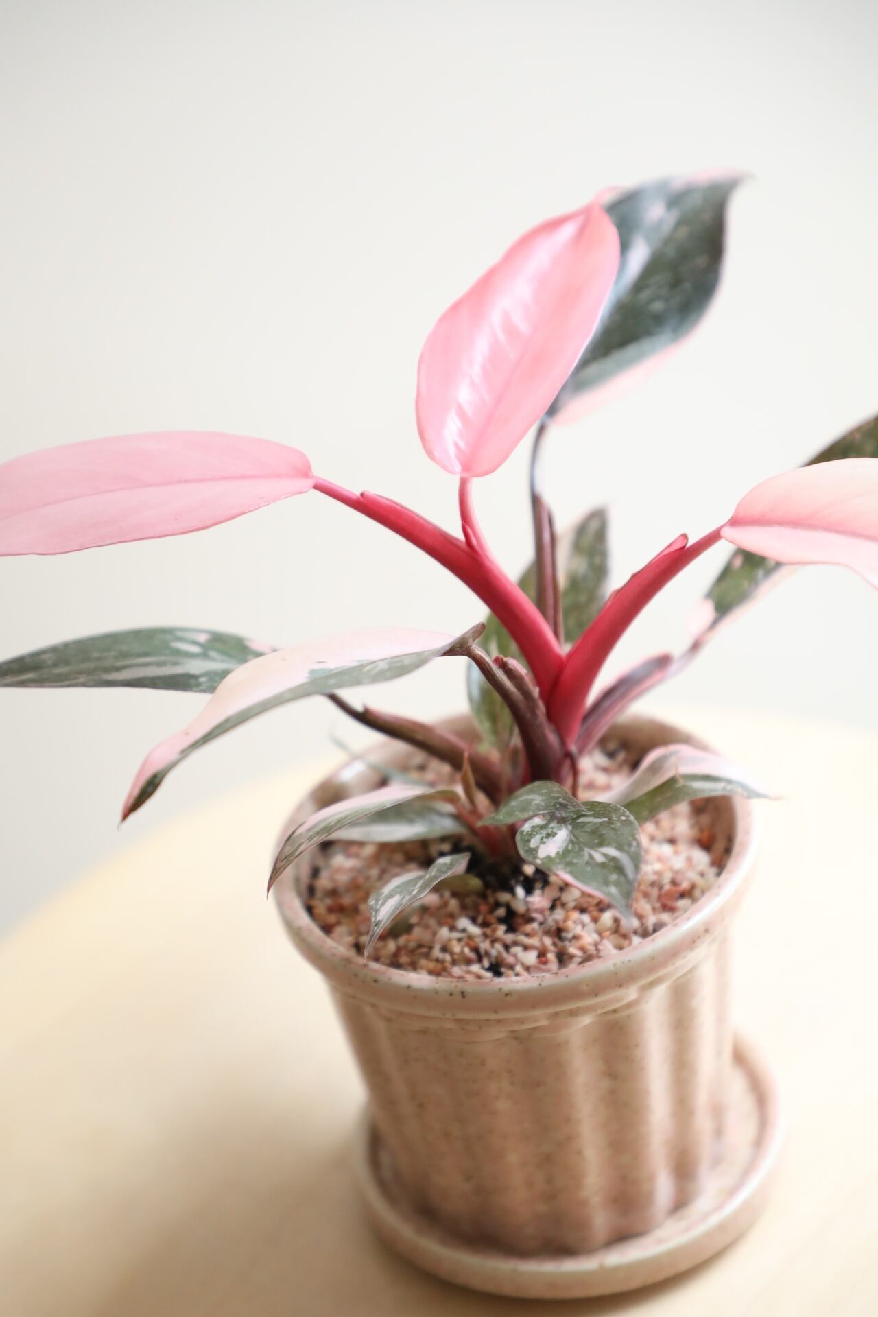 ②レア　フィロデンドロン　ピンクプリンセスミューテーション M】フィロデンドロン ピンクプリンセス/Philodendron Pink Princess