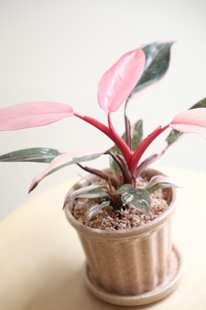 【M】フィロデンドロン ピンクプリンセス/Philodendron Pink Princess