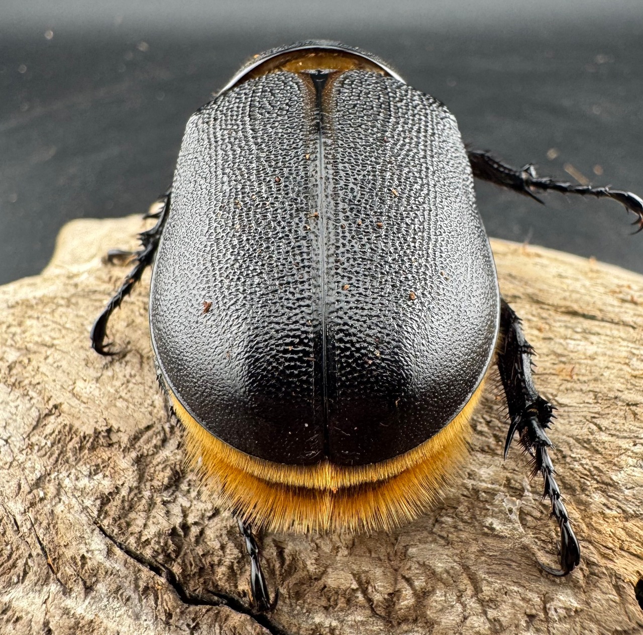 《サタンオオカブト 90mm ペア》inohiro109氏ブリード個体