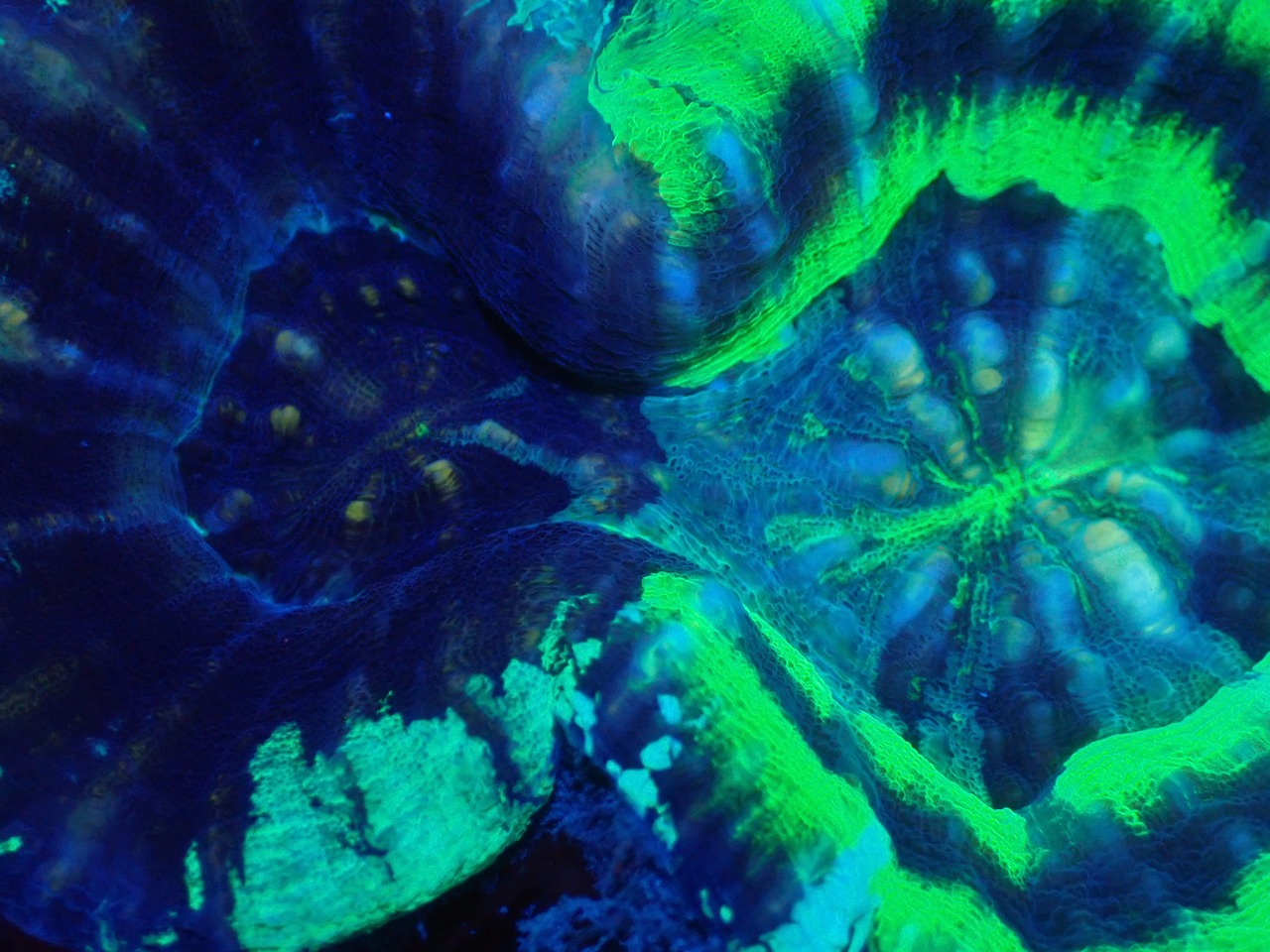 Scolymia HiendUltra AdultChimera