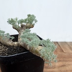Monsonia multifida【モンソニア・ムルチフィダ】