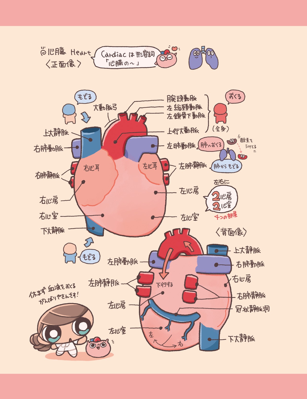 図解クリアファイル（全8種） | からだずかんストア
