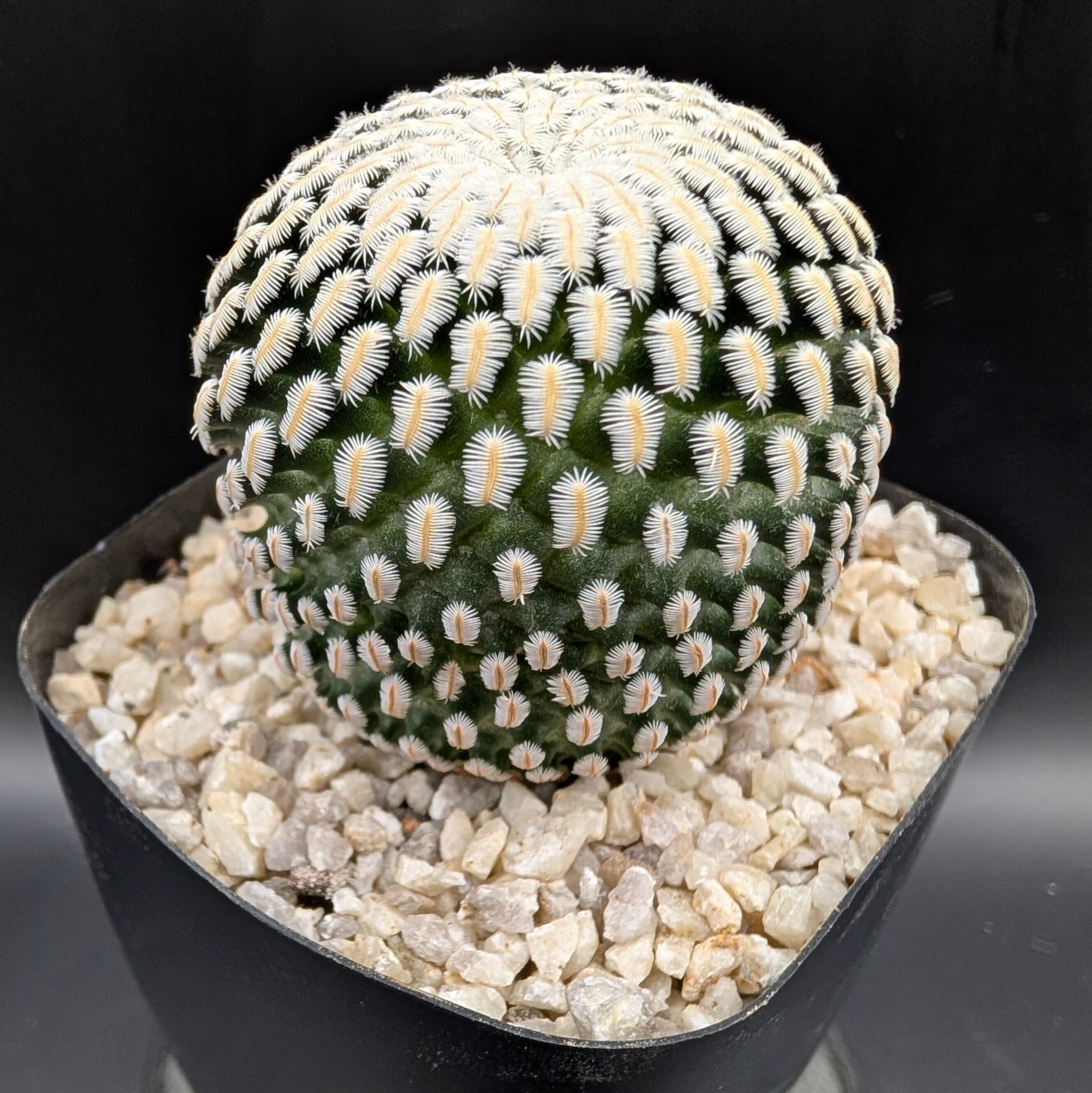 Astrophytum myriostigma アストロフィツム 四角ヘキラン ランポー玉