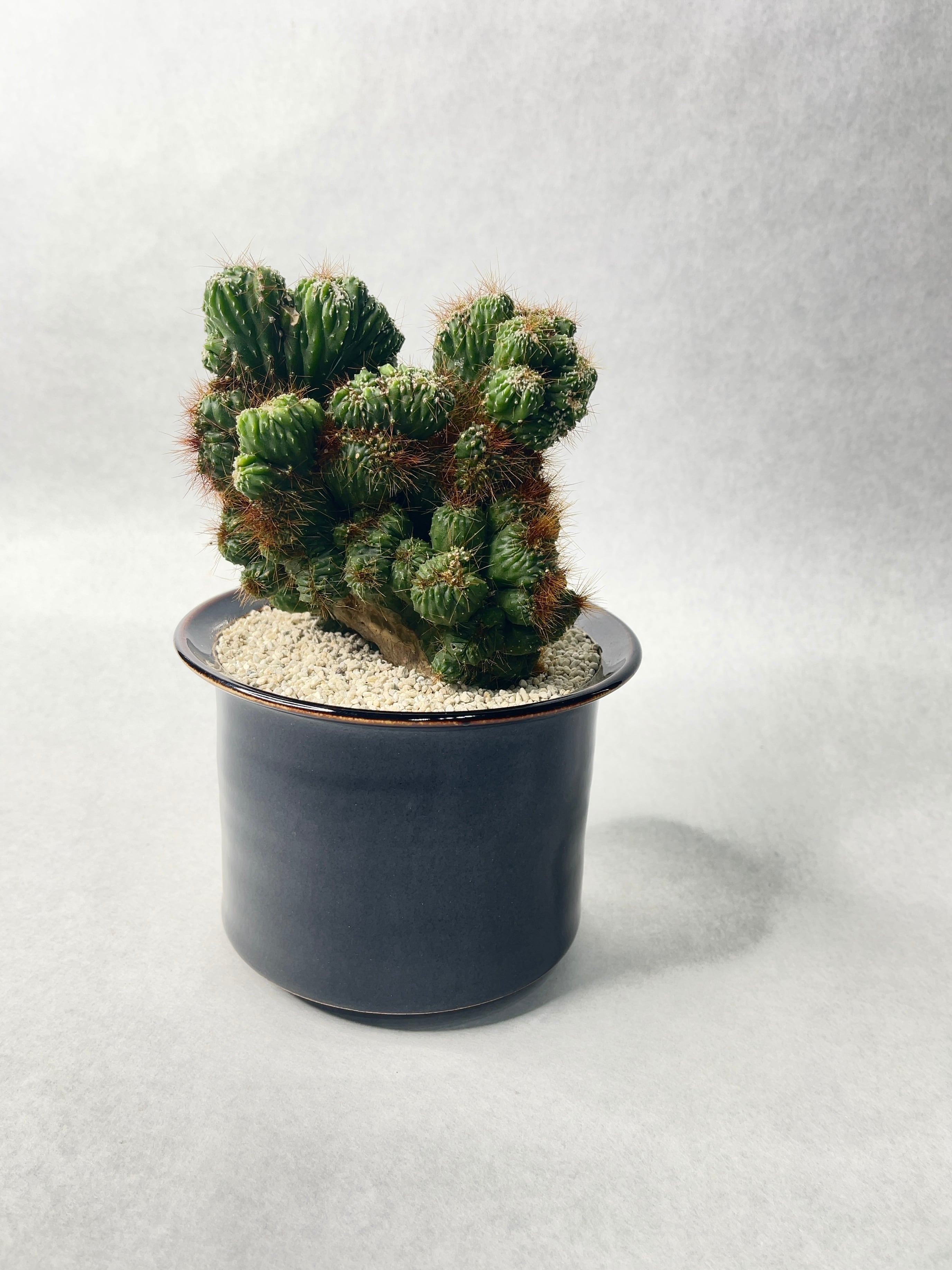 セレウス・残雪獅子 | trigger