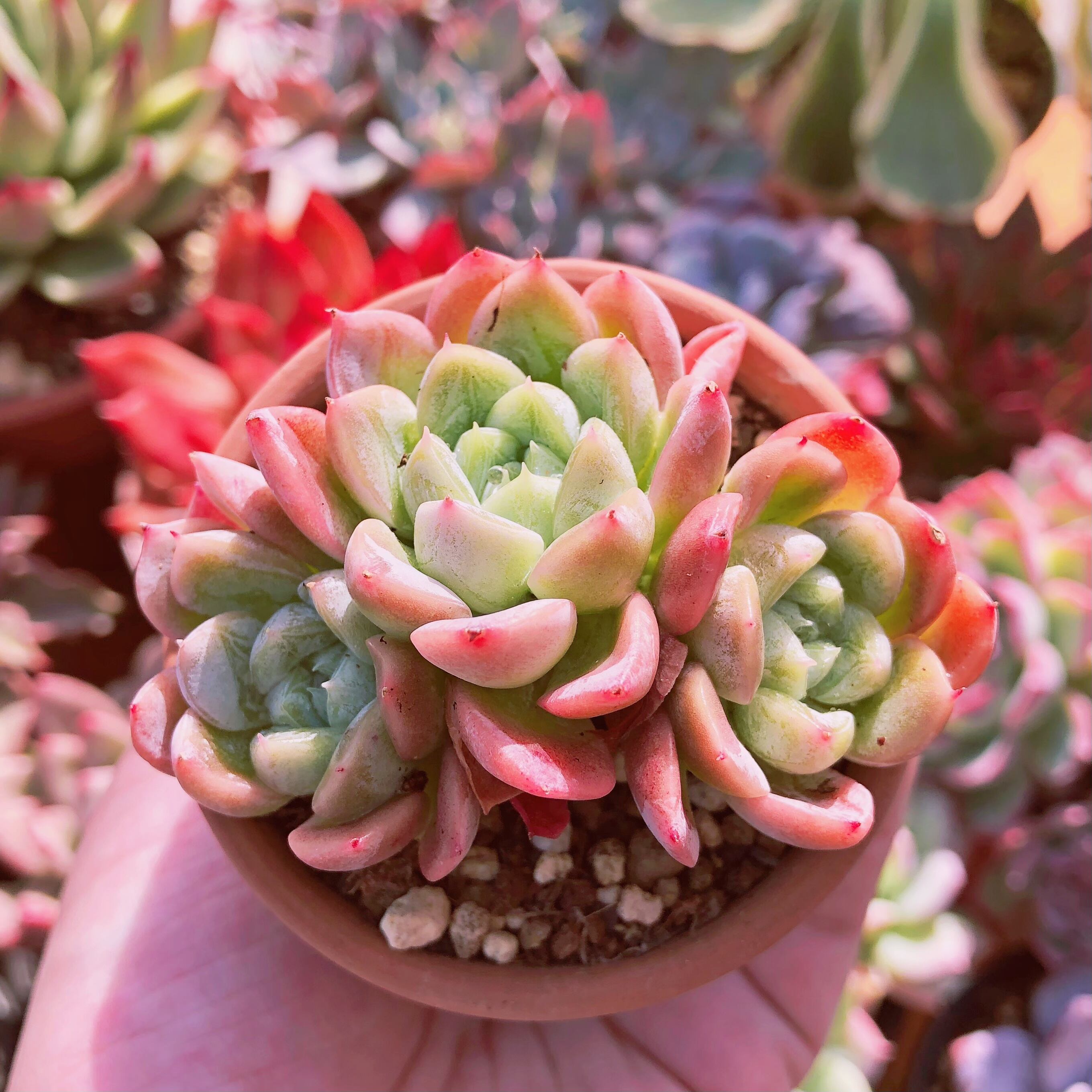 多肉植物　スノーフレイク　2～3頭　群生　