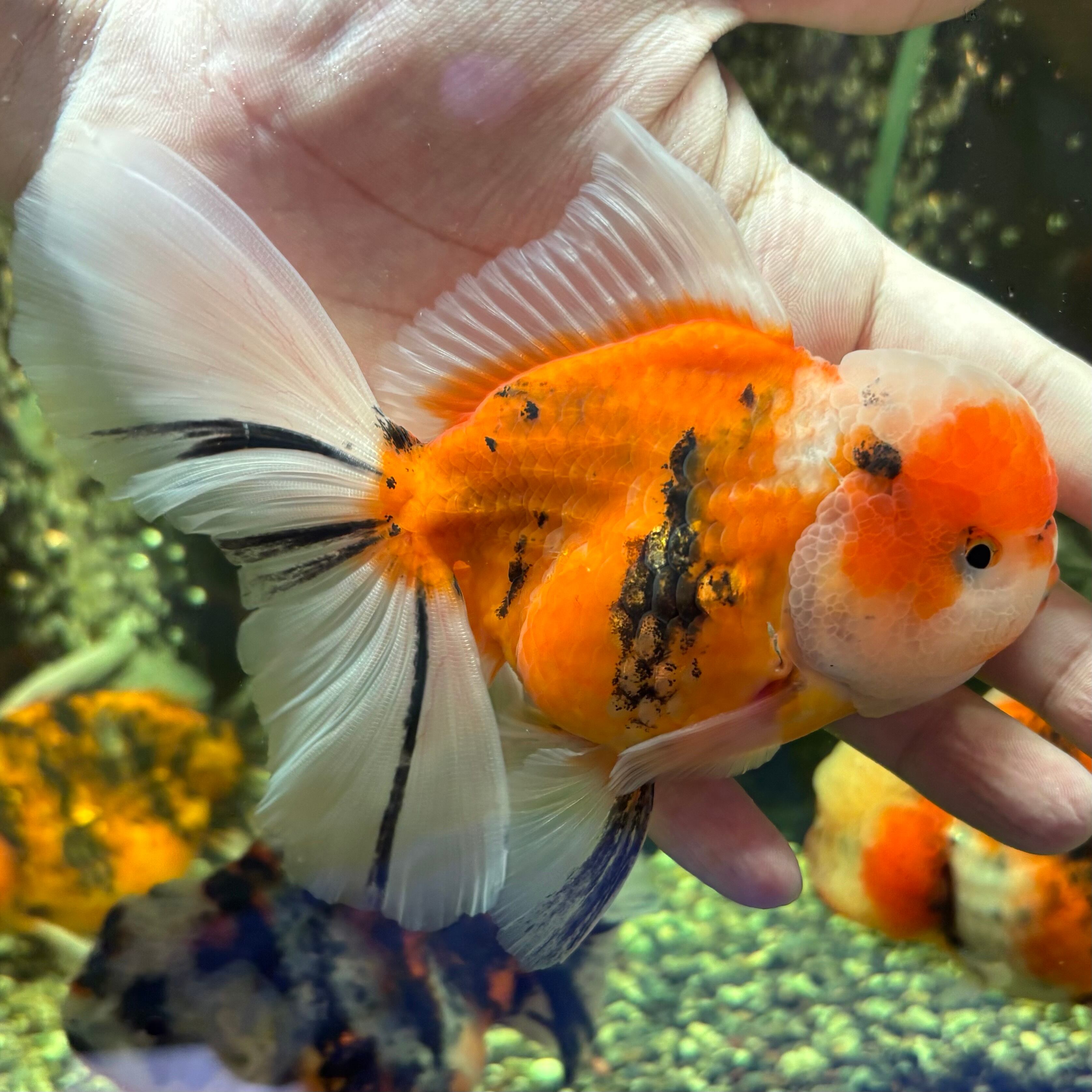 K様専用ページ | 金魚・熱帯魚専門店 AquaPro.H