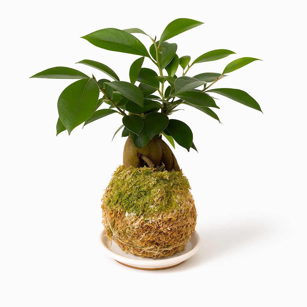 苔玉 ガジュマル (受け皿付き)