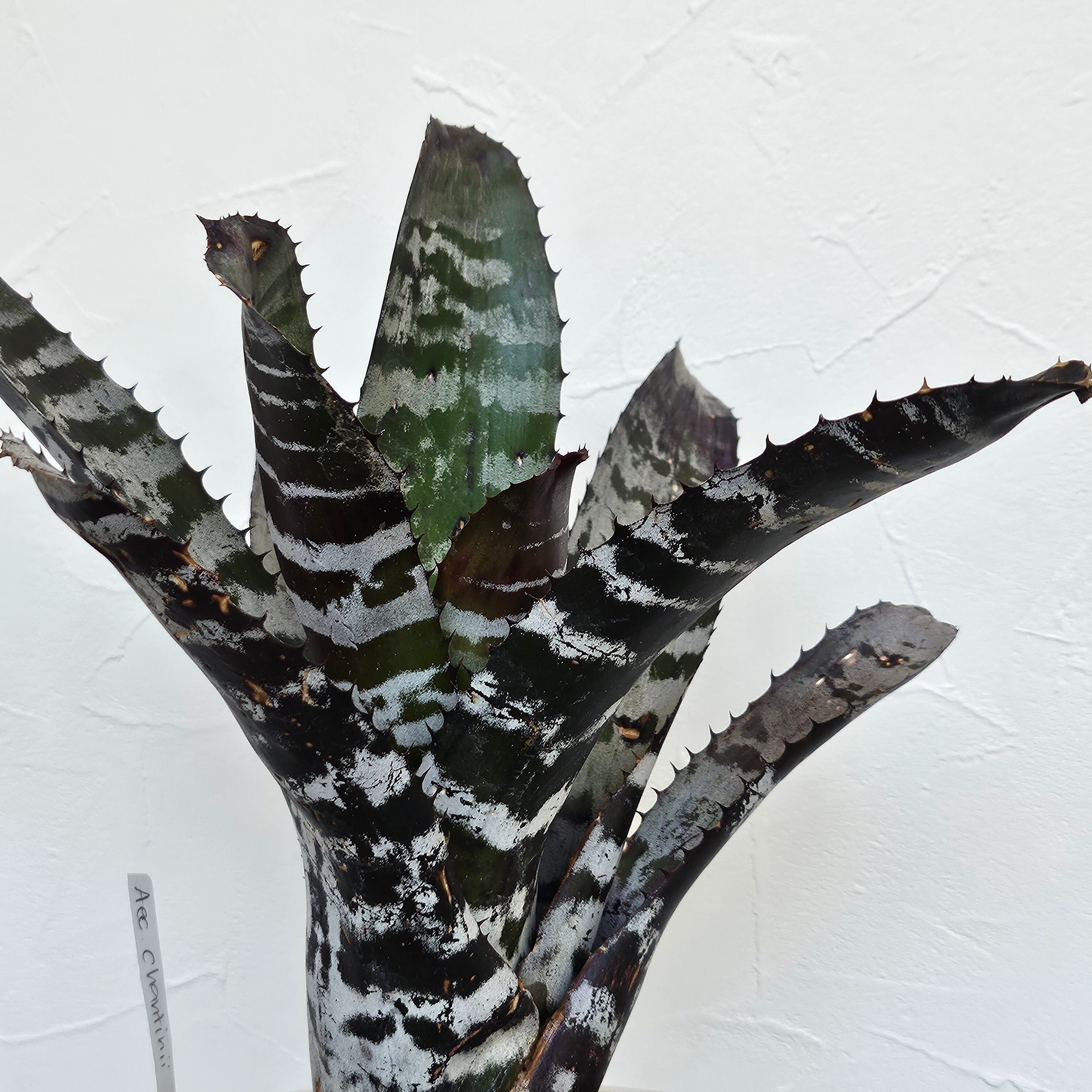 エクメア・チャンティニー・ハイブリッド（Aechmea Chantinii Hybrid