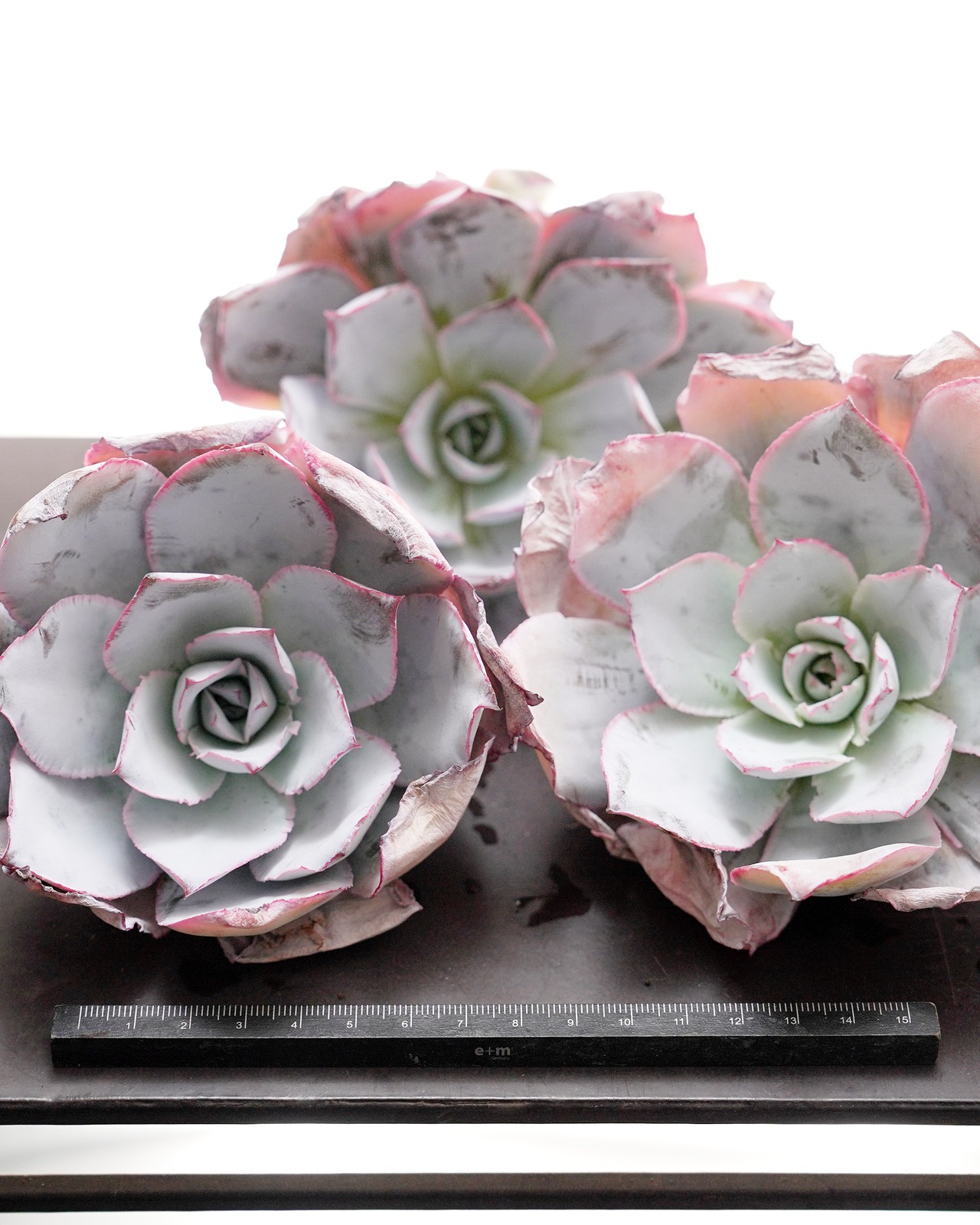 カット苗 カンテ 大株 Echeveria cante