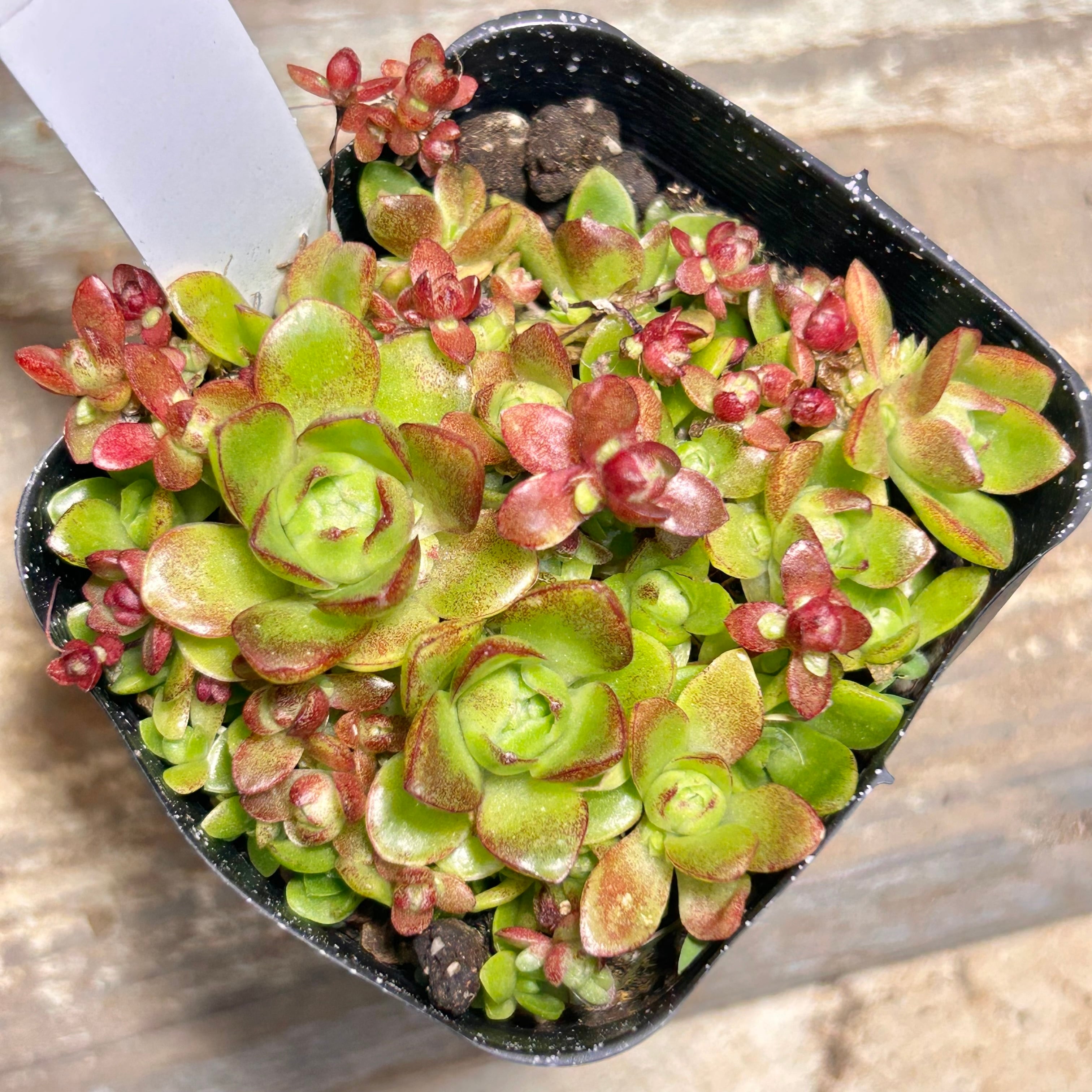 ムーンリバー (アエオニウム) | RuPo 多肉植物専門店