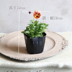 ビオラももか　しんしん　お花がよく咲く　秋から春まで　寄せ植えにおすすめ　花壇植えにおすすめ