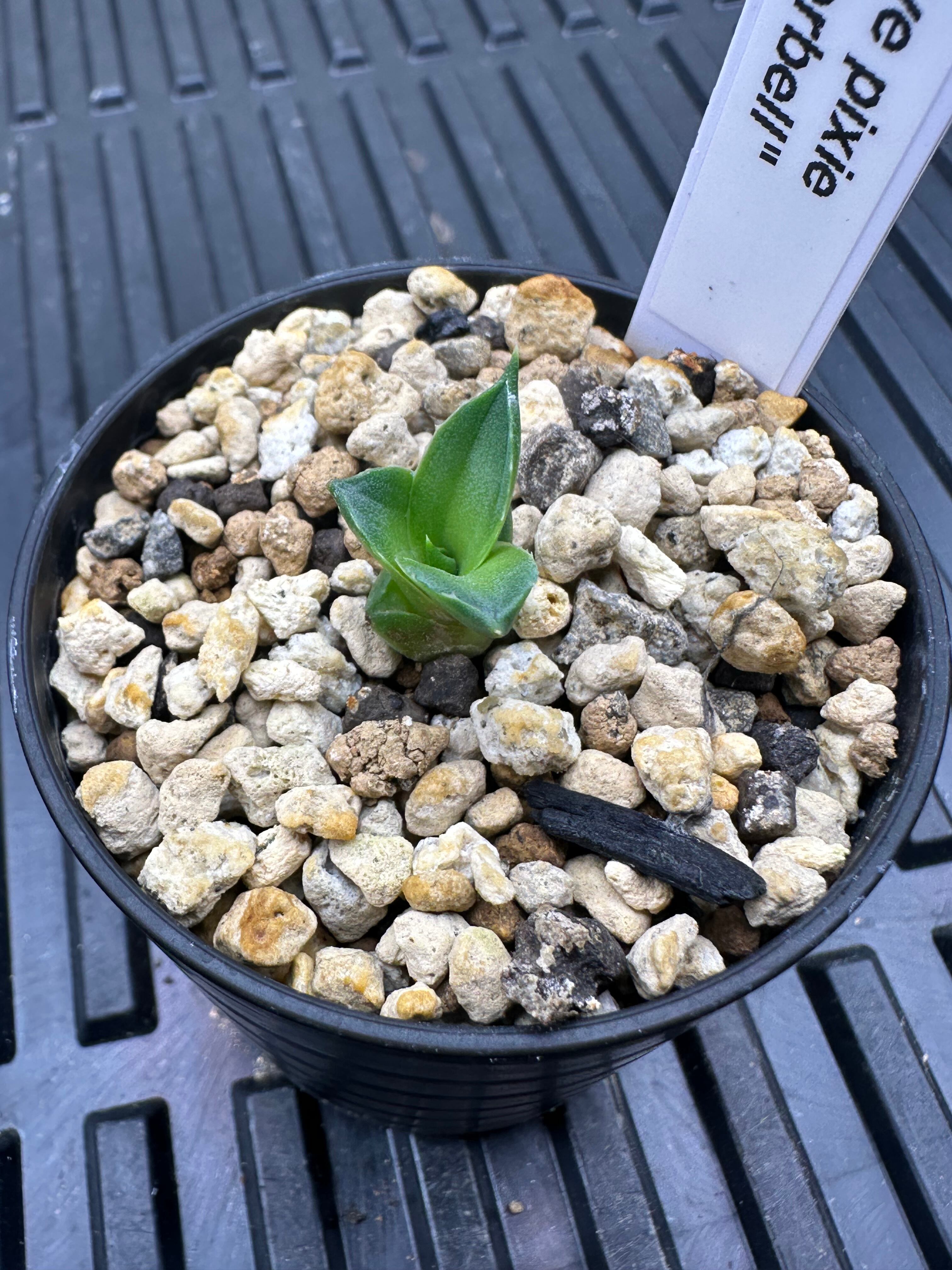 アガベ ピクシー錦 ティンカーベル | Pay ID