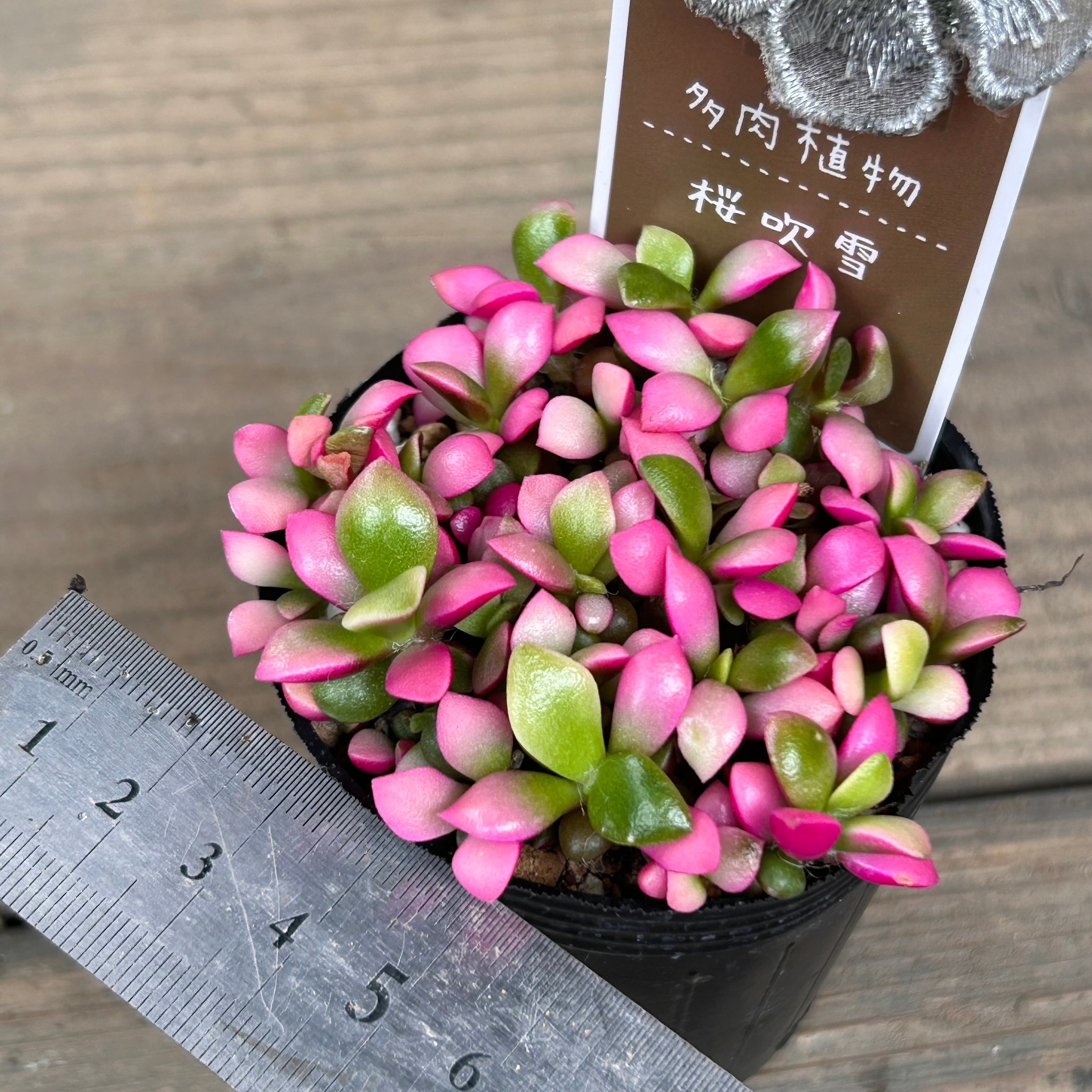 桜吹雪 | RuPo 多肉植物専門店