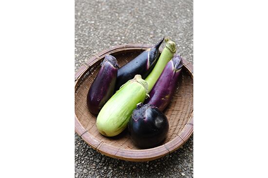 【夏限定・11時までのご注文で当日発送】おまかせナスセット(7/17発送開始)