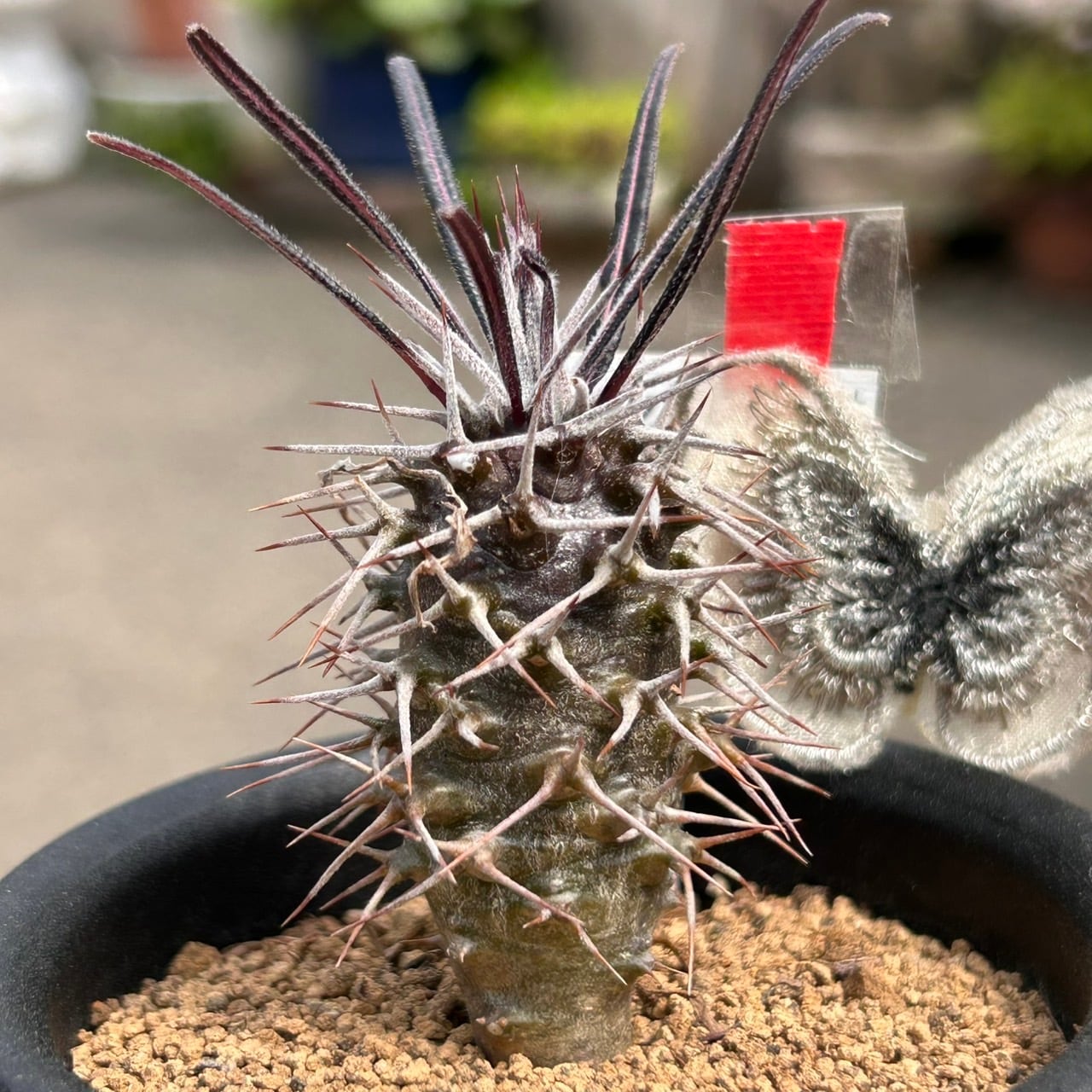 T)亜阿相界 パキポディウム、ゲアイ | RuPo 多肉植物専門店